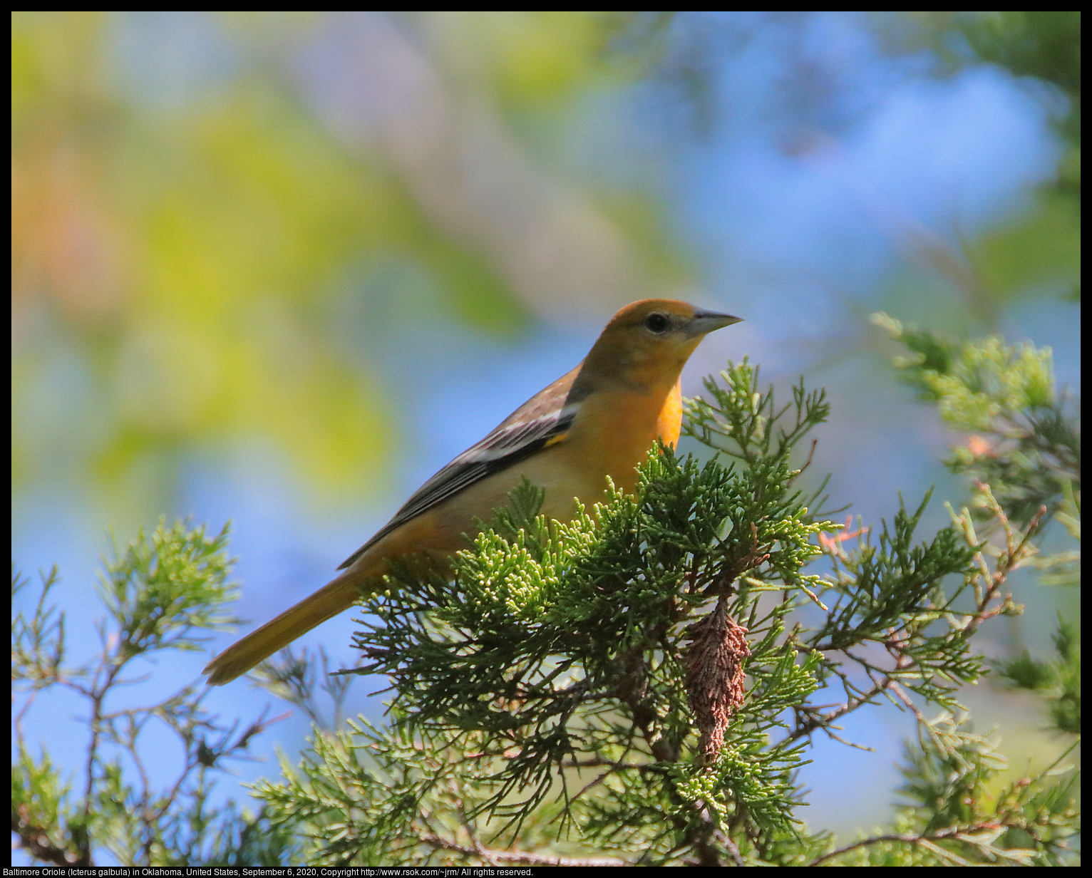 Baltimore Oriole (Icterus galbula) in Oklahoma, United States, September 6, 2020