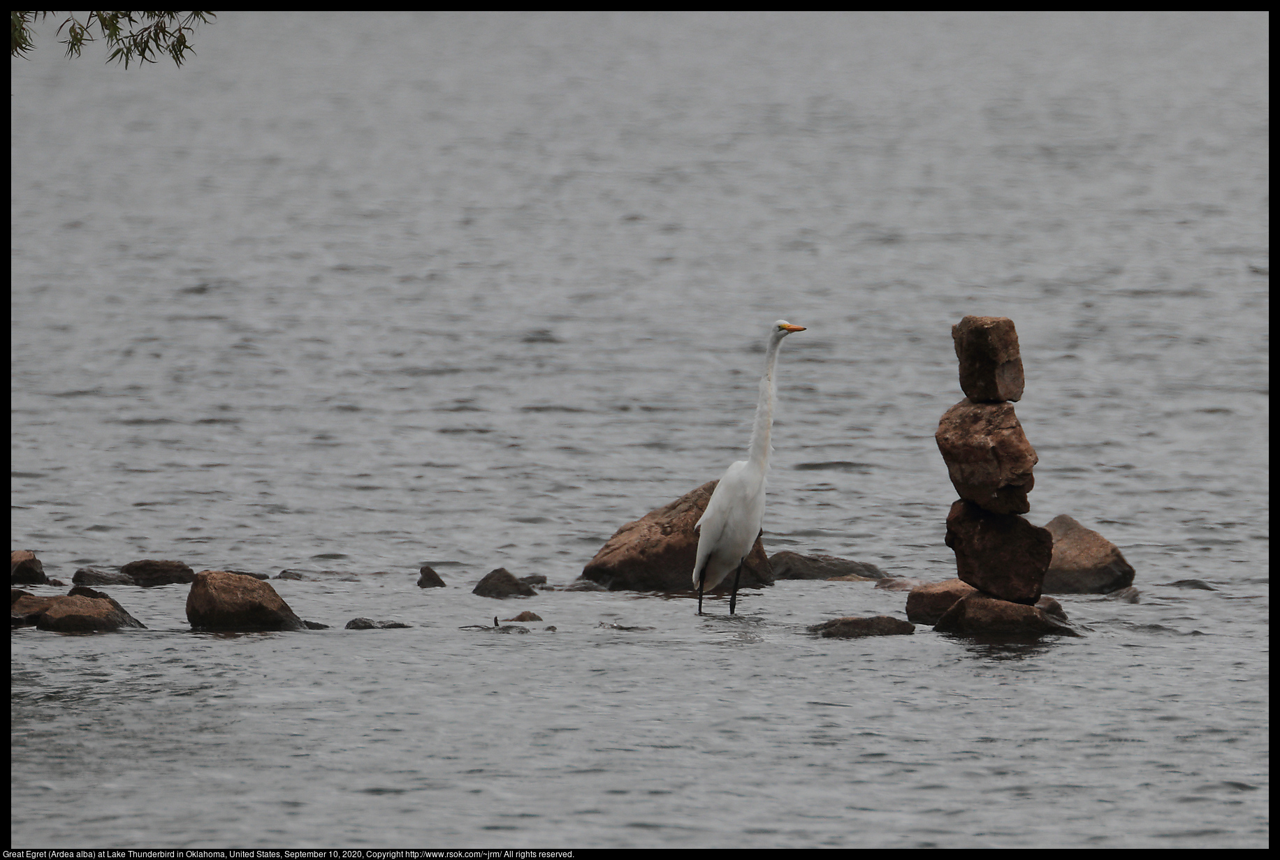 Great Egret (Ardea alba) at Lake Thunderbird in Oklahoma, United States, September 10, 2020