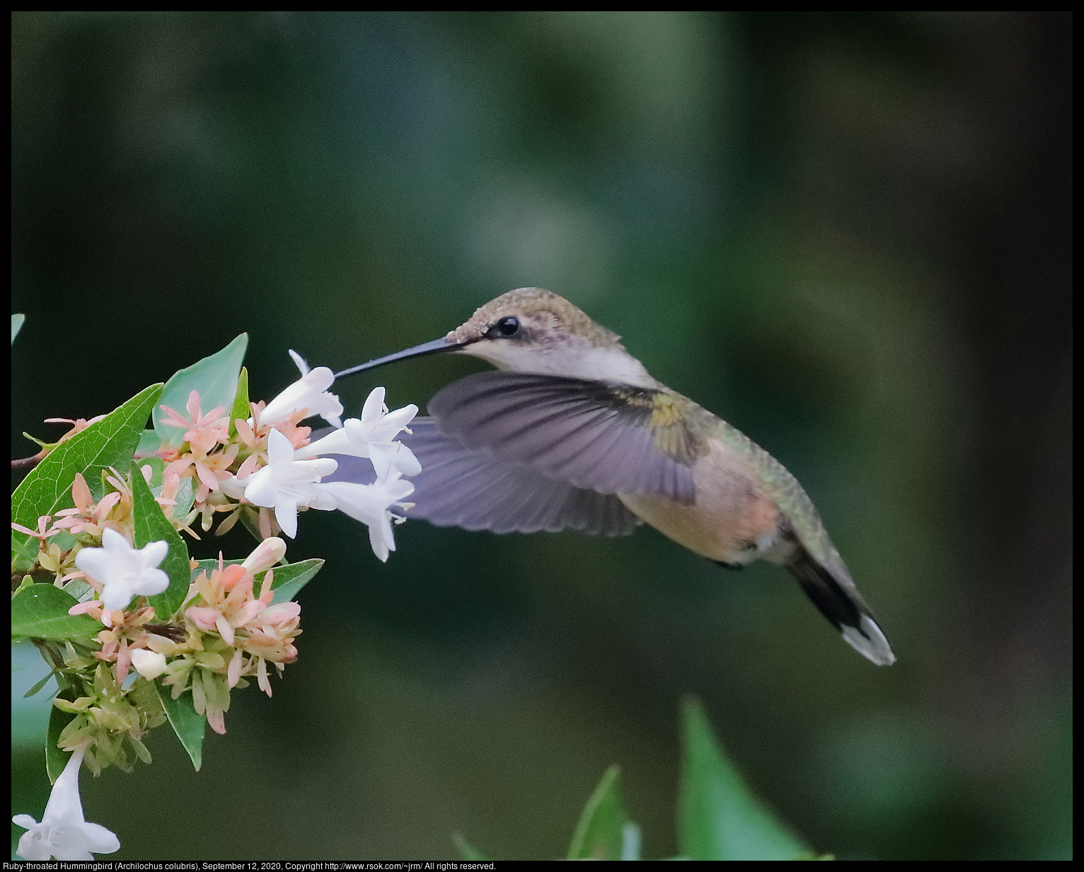 Ruby-throated Hummingbird (Archilochus colubris), September 12, 2020