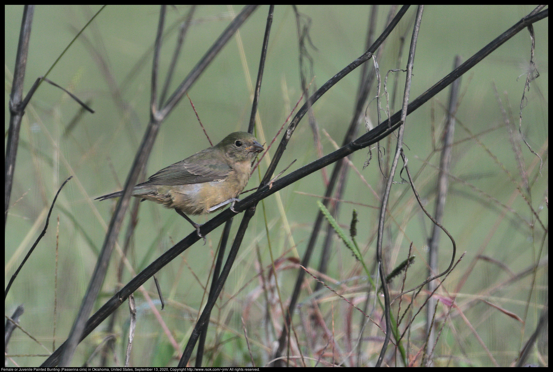 Female or Juvenile Painted Bunting (Passerina ciris) in Oklahoma, United States, September 13, 2020