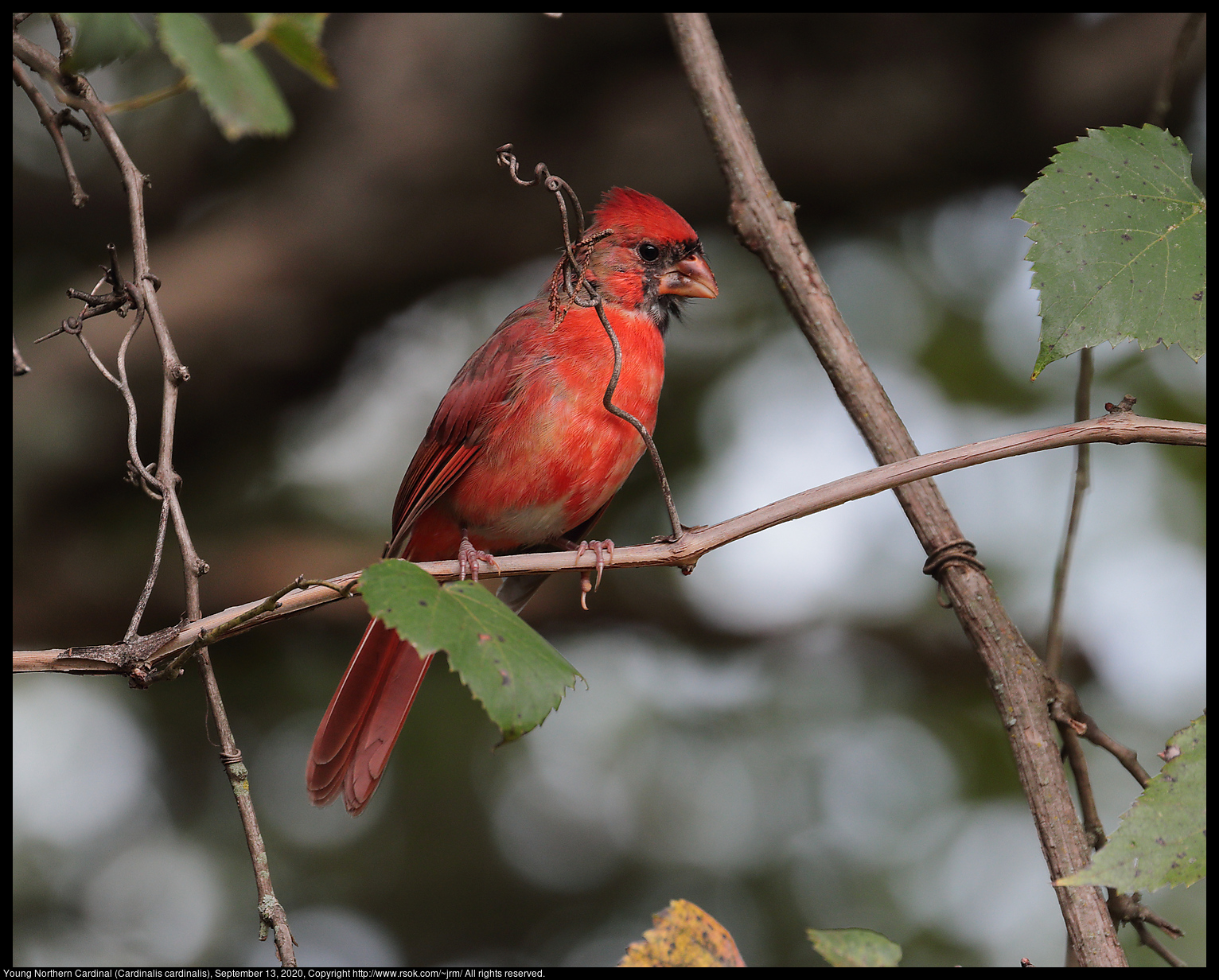 Northern Cardinal (Cardinalis cardinalis), September 13, 2020