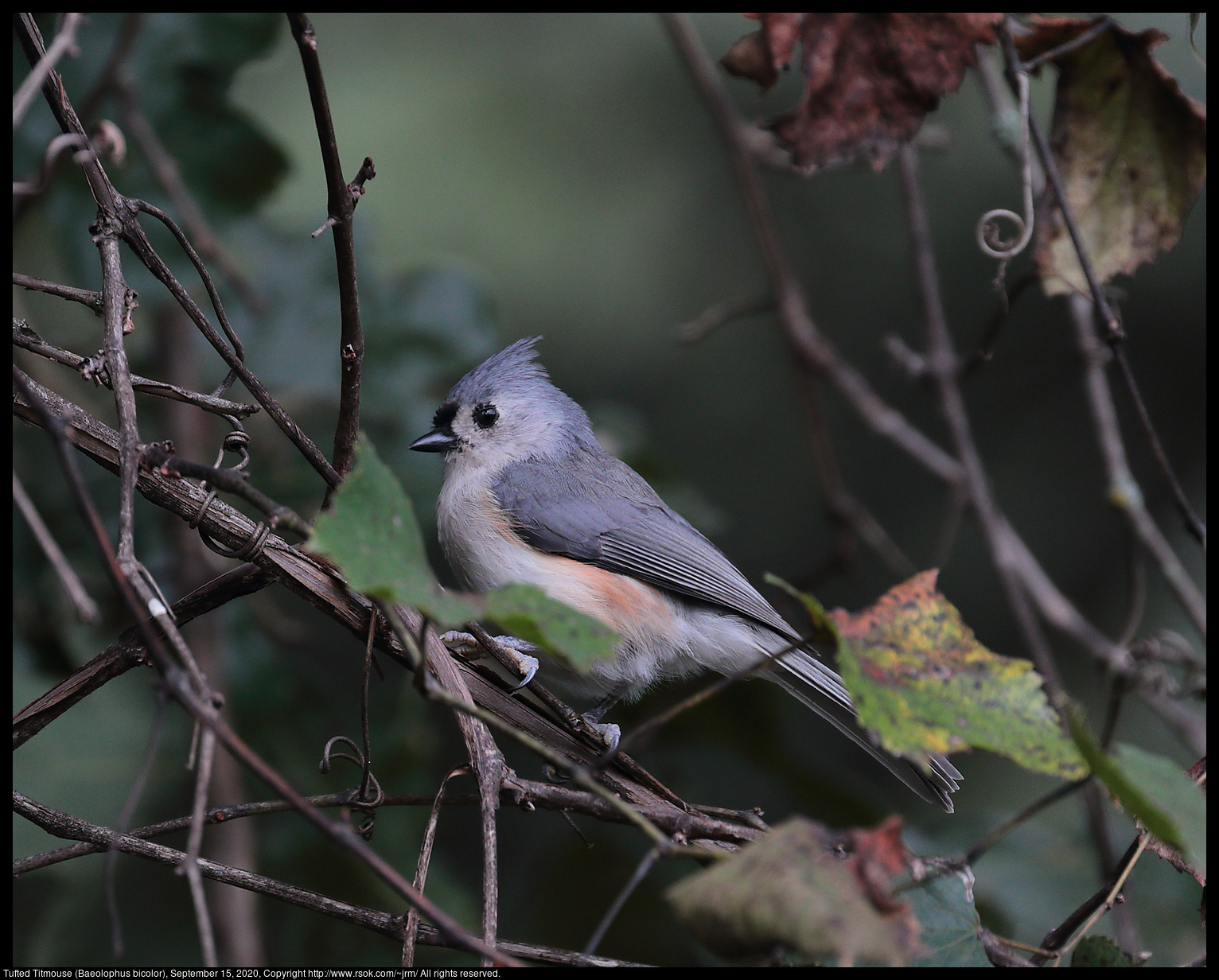 Tufted Titmouse (Baeolophus bicolor), September 15, 2020