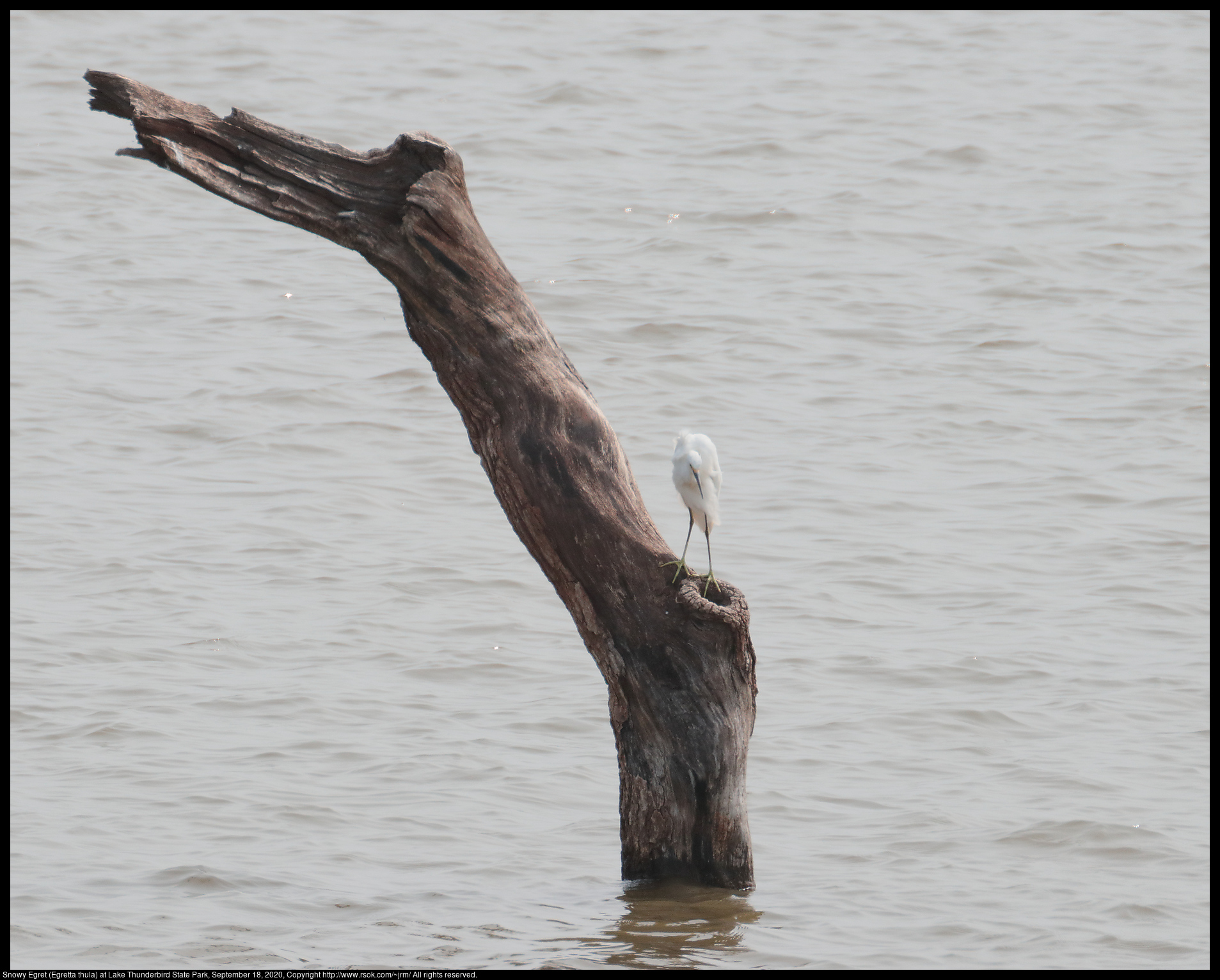 Snowy Egret (Egretta thula) at Lake Thunderbird State Park, September 18, 2020