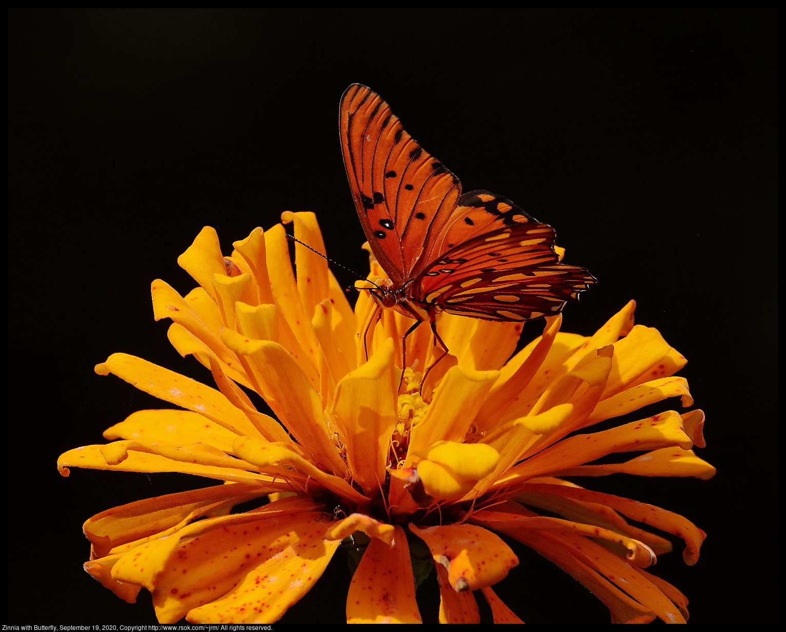 Zinnia with Butterfly, September 19, 2020