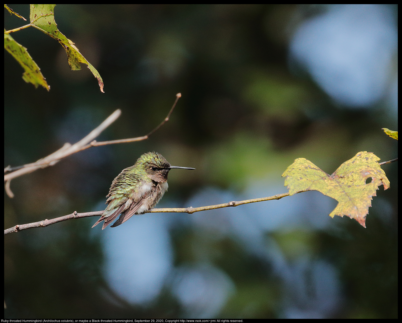 Ruby-throated Hummingbird (Archilochus colubris), or maybe a Black-throated Hummingbird, September 20, 2020