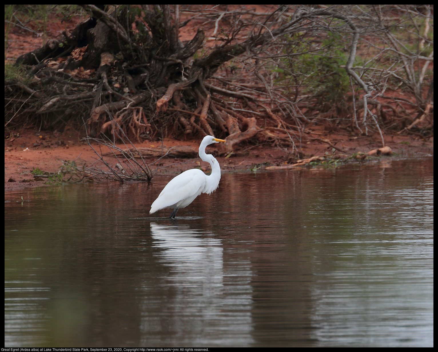 Great Egret (Ardea alba) at Lake Thunderbird State Park, September 23, 2020