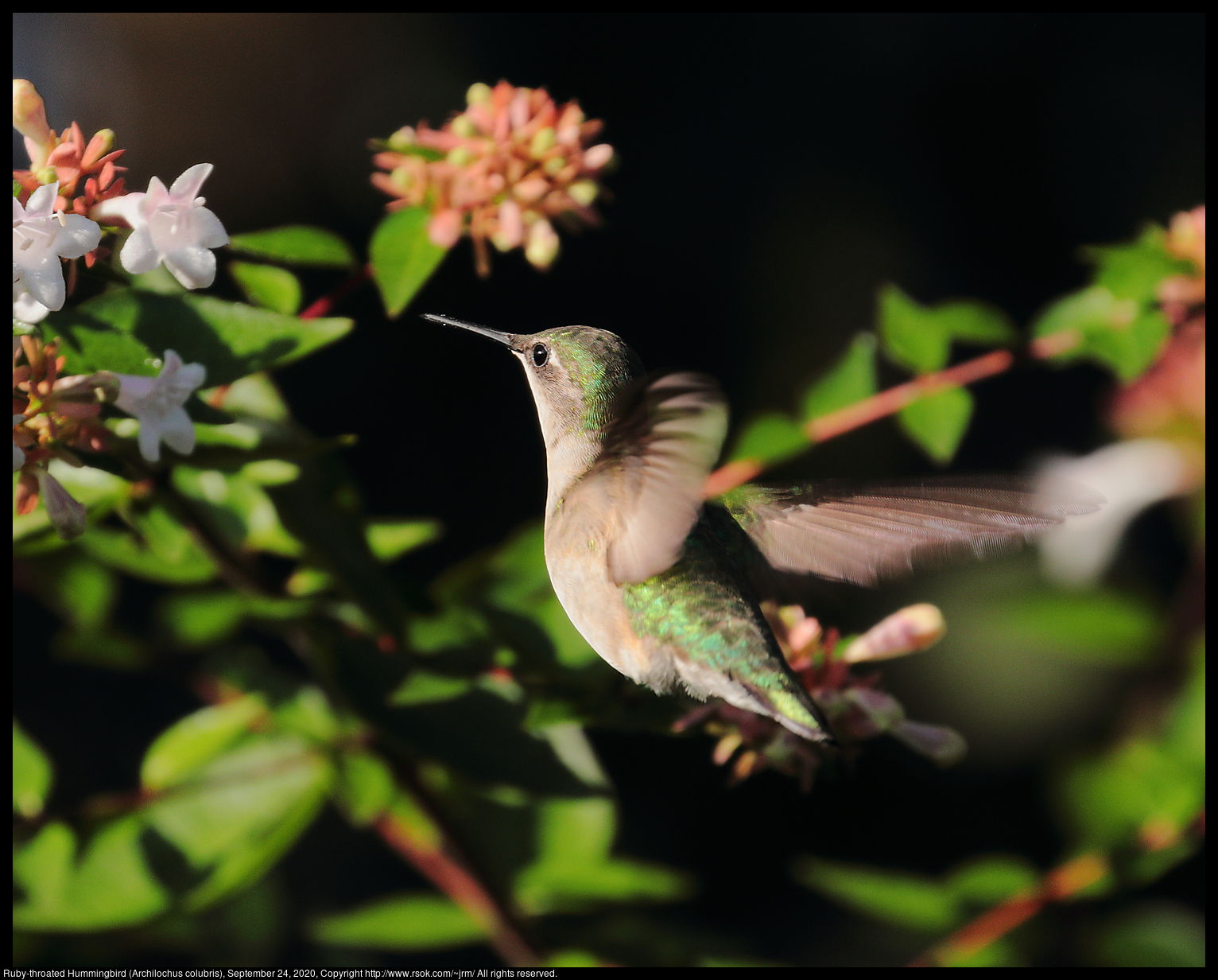 Ruby-throated Hummingbird (Archilochus colubris), September 24, 2020