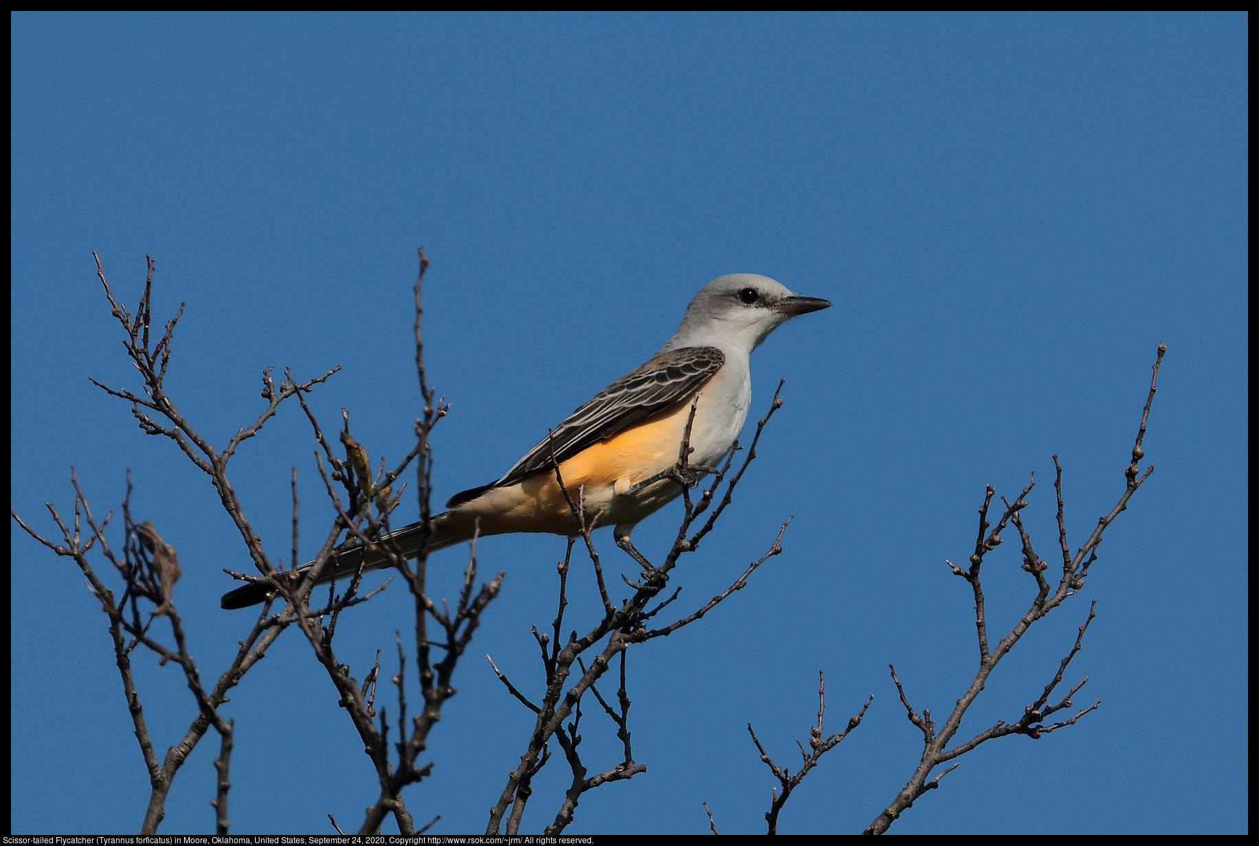 Scissor-tailed Flycatcher (Tyrannus forficatus) in Moore, Oklahoma, United States, September 24, 2020