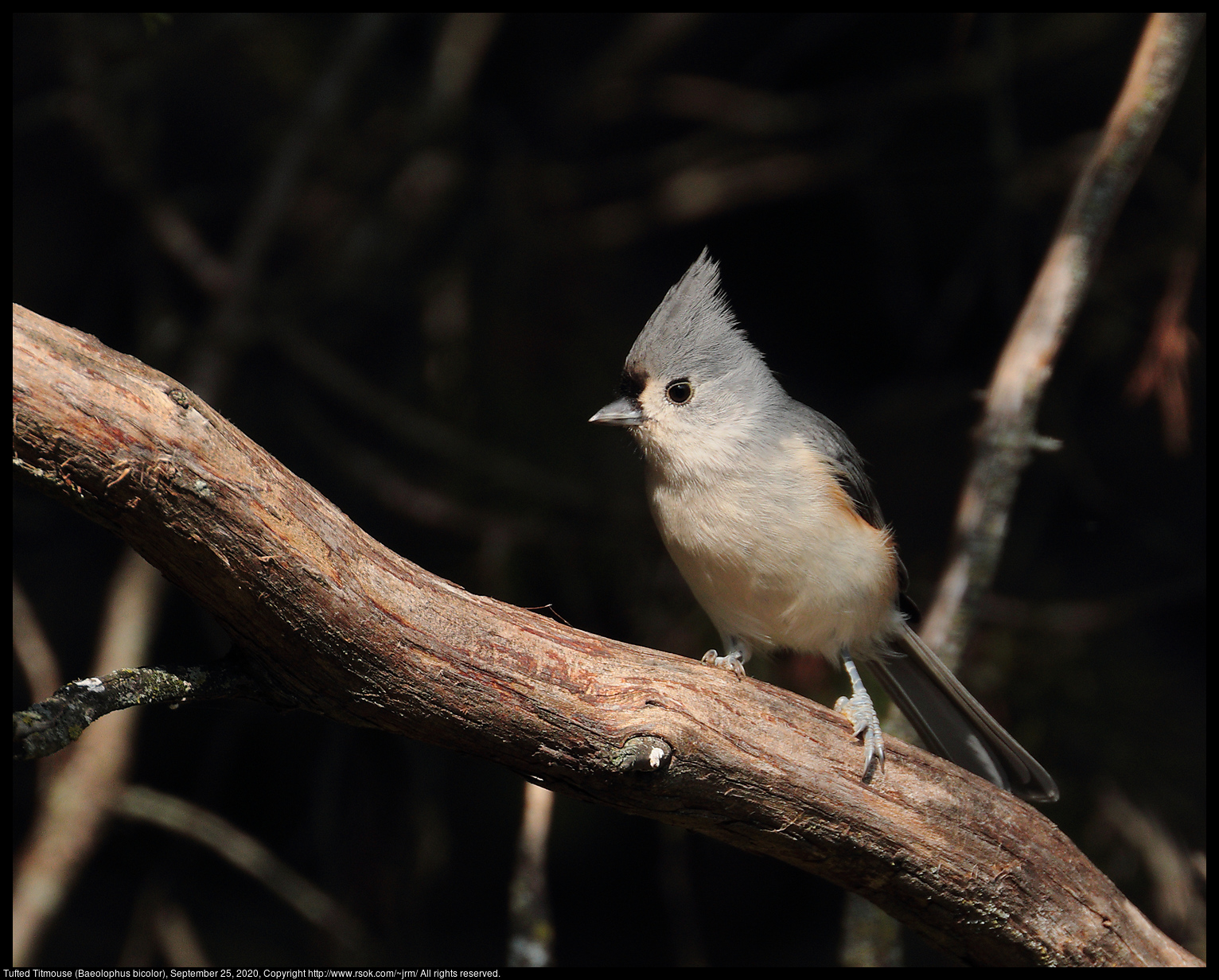 Tufted Titmouse (Baeolophus bicolor), September 25, 2020