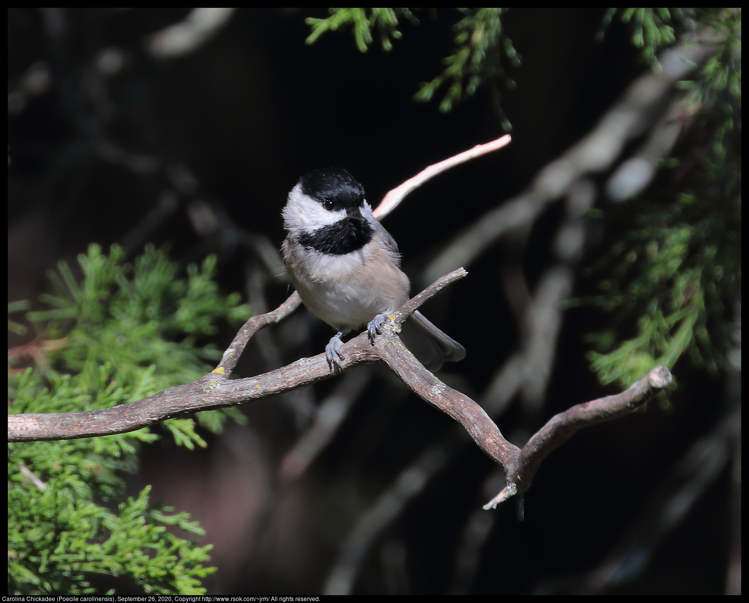 Carolina Chickadee (Poecile carolinensis), September 26, 2020