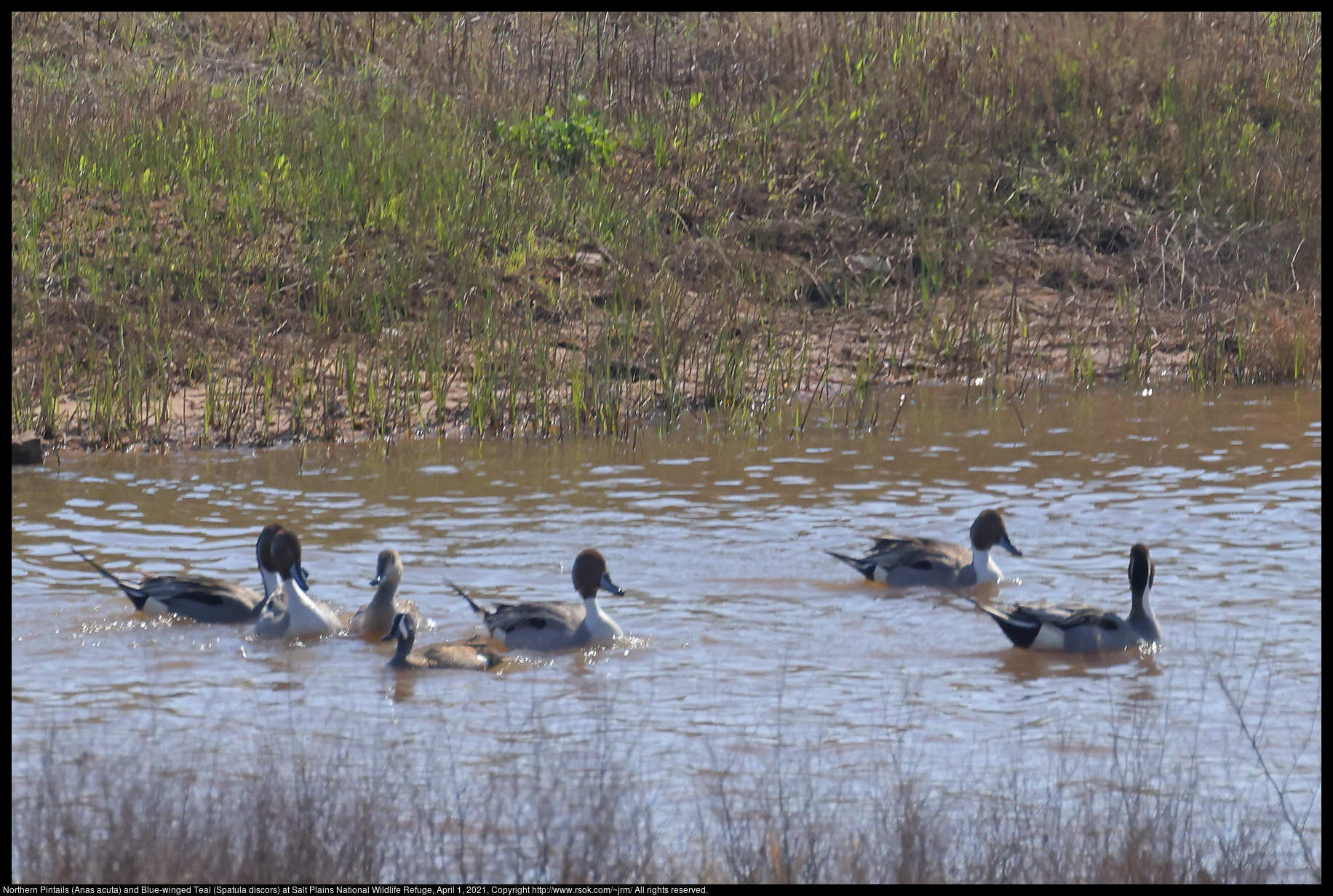 Northern Pintails (Anas acuta) and Blue-winged Teals (Spatula discors) at Salt Plains National Wildlife Refuge, April 1, 2021