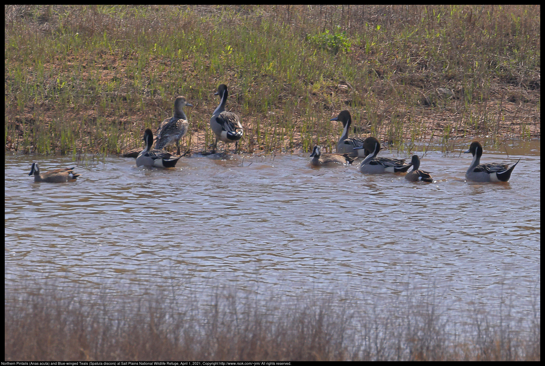 Northern Pintails (Anas acuta) and Blue-winged Teals (Spatula discors) at Salt Plains National Wildlife Refuge, April 1, 2021