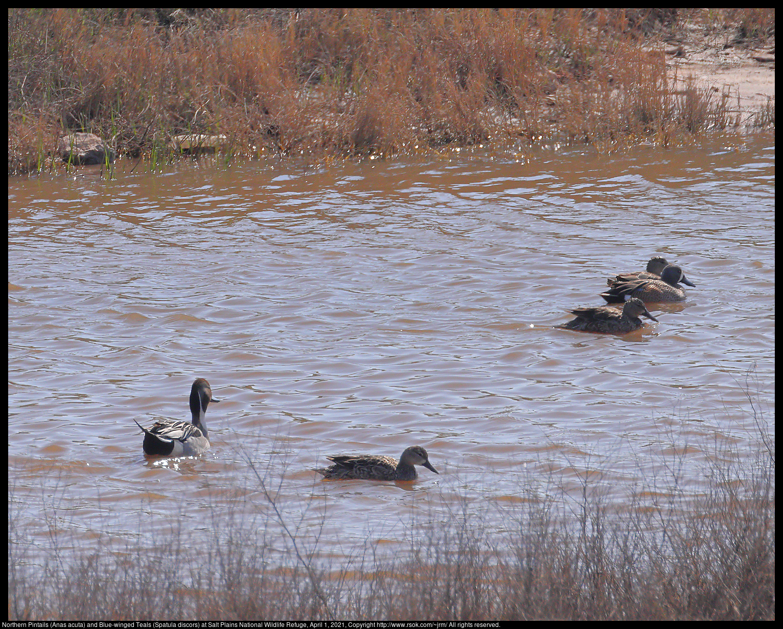 Northern Pintails (Anas acuta) and Blue-winged Teals (Spatula discors) at Salt Plains National Wildlife Refuge, April 1, 2021