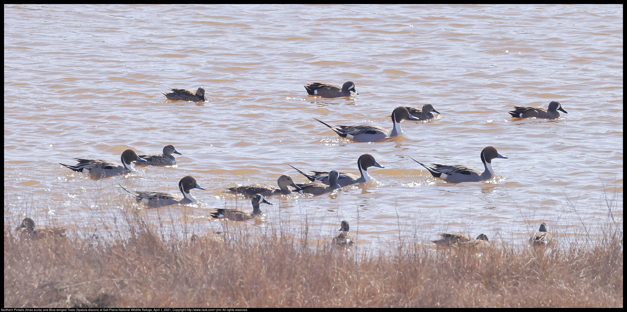 Northern Pintails (Anas acuta) and Blue-winged Teals (Spatula discors) at Salt Plains National Wildlife Refuge, April 1, 2021