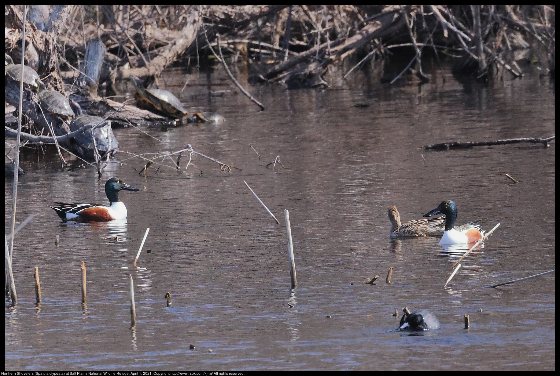 Northern Shovelers (Spatula clypeata) at Salt Plains National Wildlife Refuge, April 1, 2021