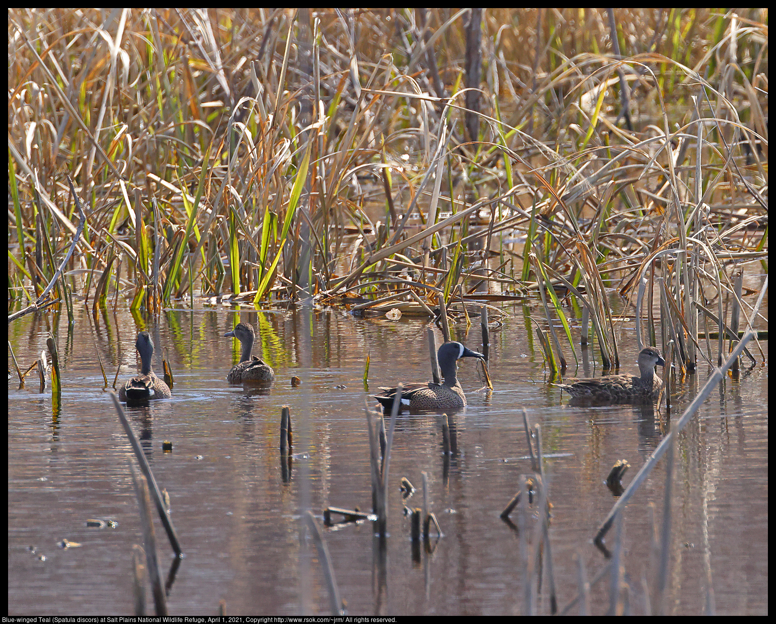 Blue-winged Teal (Spatula discors) at Salt Plains National Wildlife Refuge, April 1, 2021