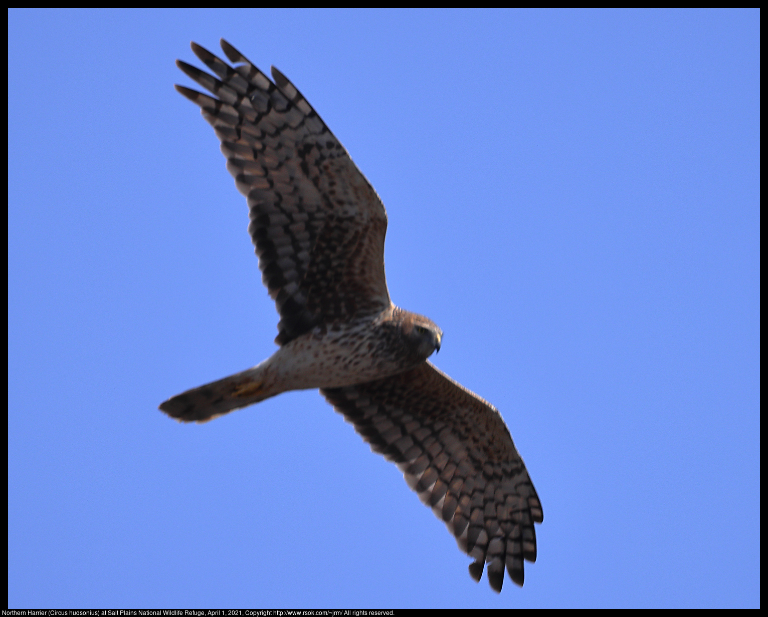 Northern Harrier (Circus hudsonius) at Salt Plains National Wildlife Refuge, April 1, 2021