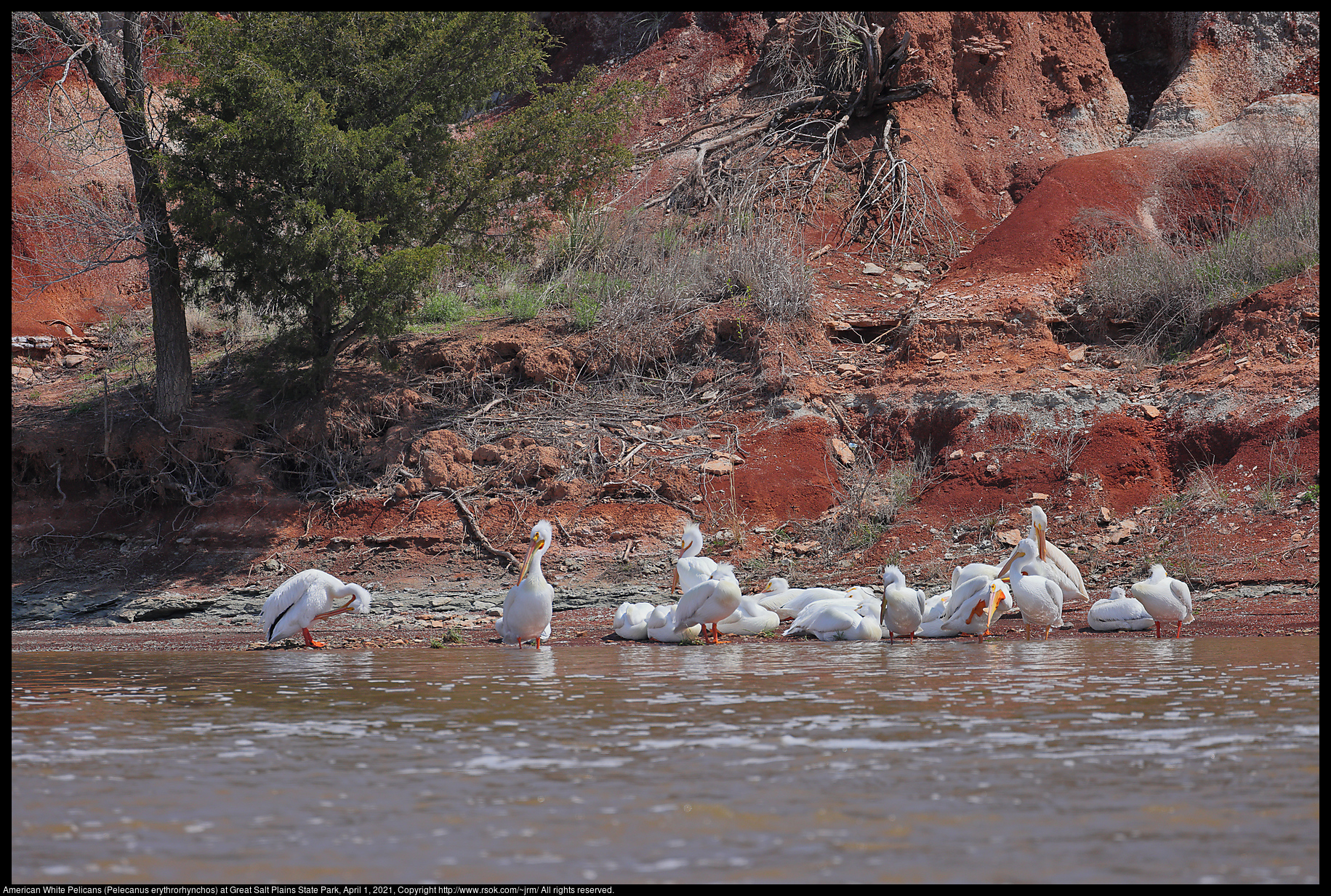 American White Pelicans (Pelecanus erythrorhynchos) at Great Salt Plains State Park, April 1, 2021