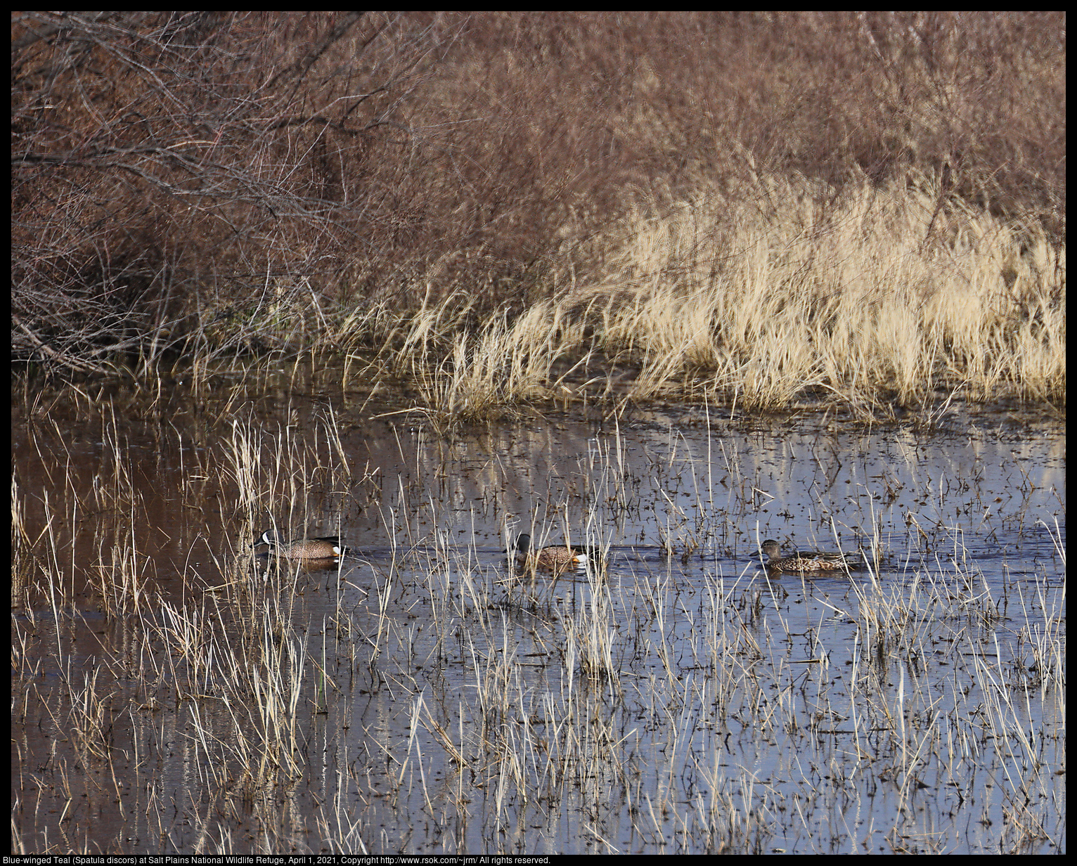 Blue-winged Teal (Spatula discors) at Salt Plains National Wildlife Refuge, April 1, 2021