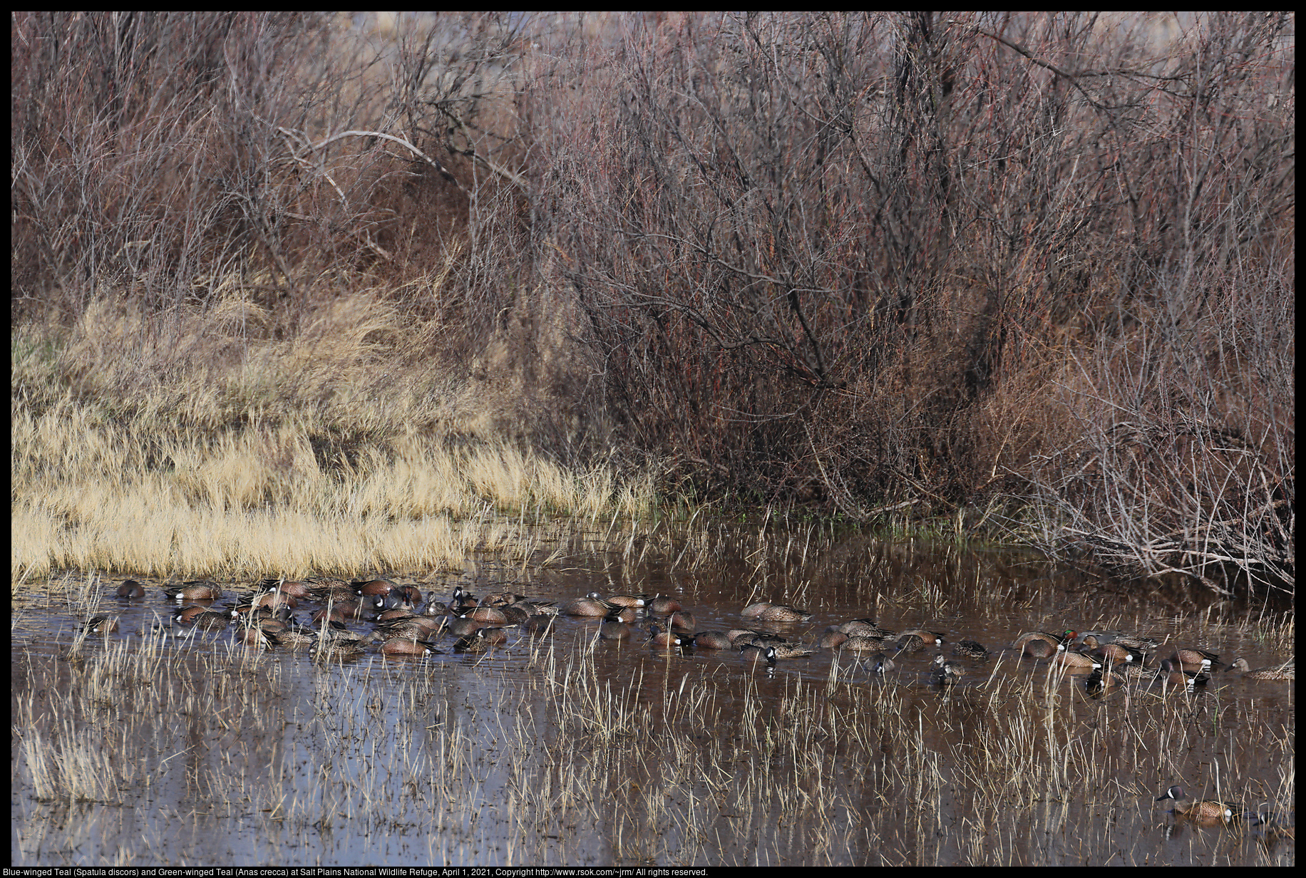 Blue-winged Teal (Spatula discors) and Green-winged Teal (Anas crecca) at Salt Plains National Wildlife Refuge, April 1, 2021