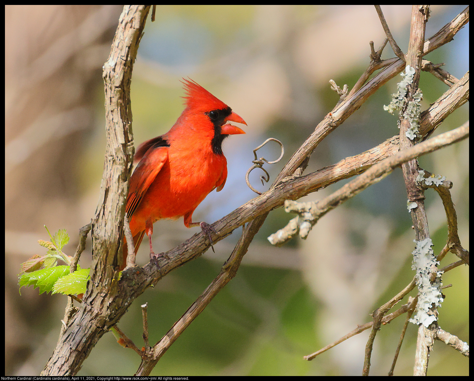 2021apr11_cardinal_IMG_0603c.jpg