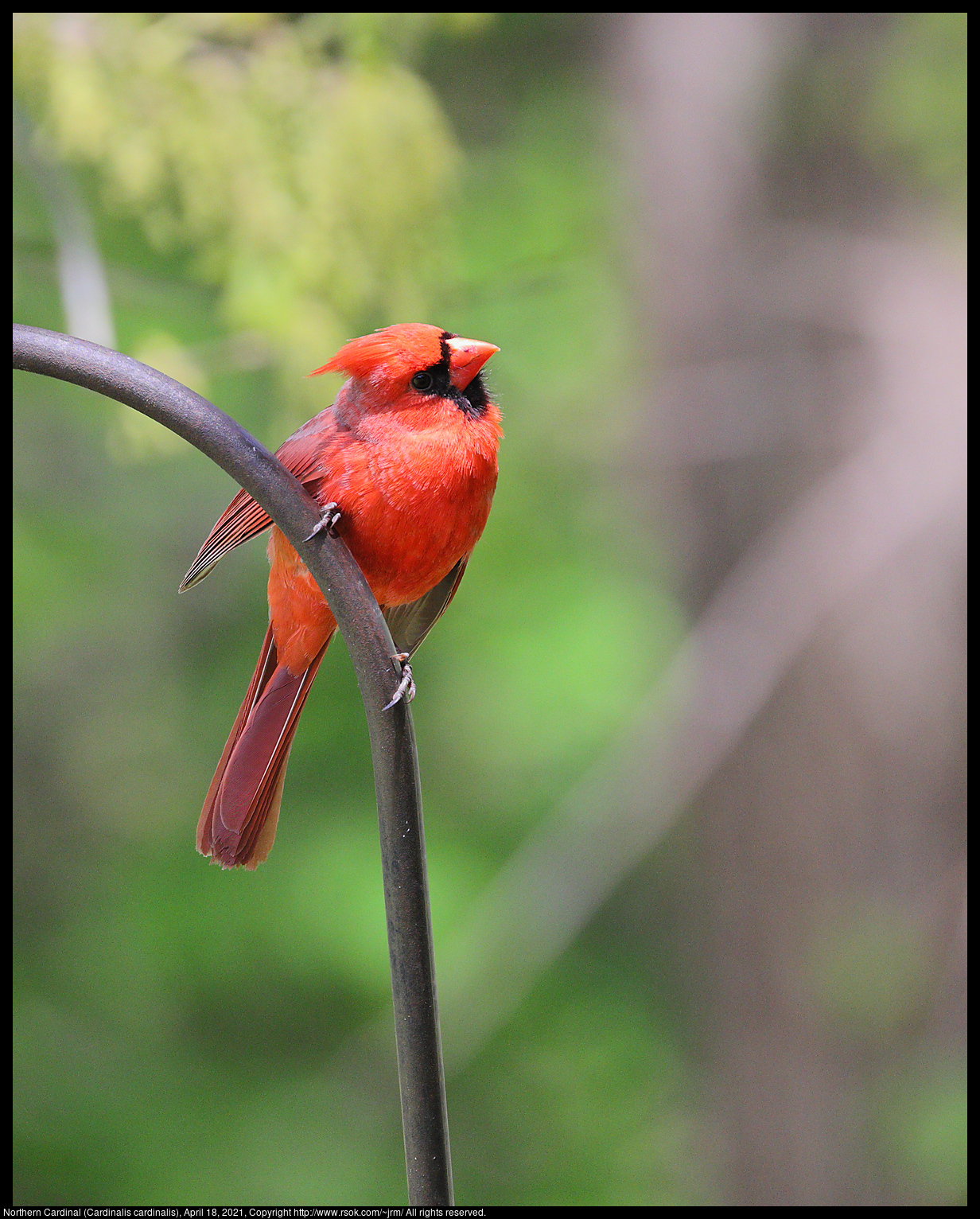 Northern Cardinal (Cardinalis cardinalis), April 18, 2021