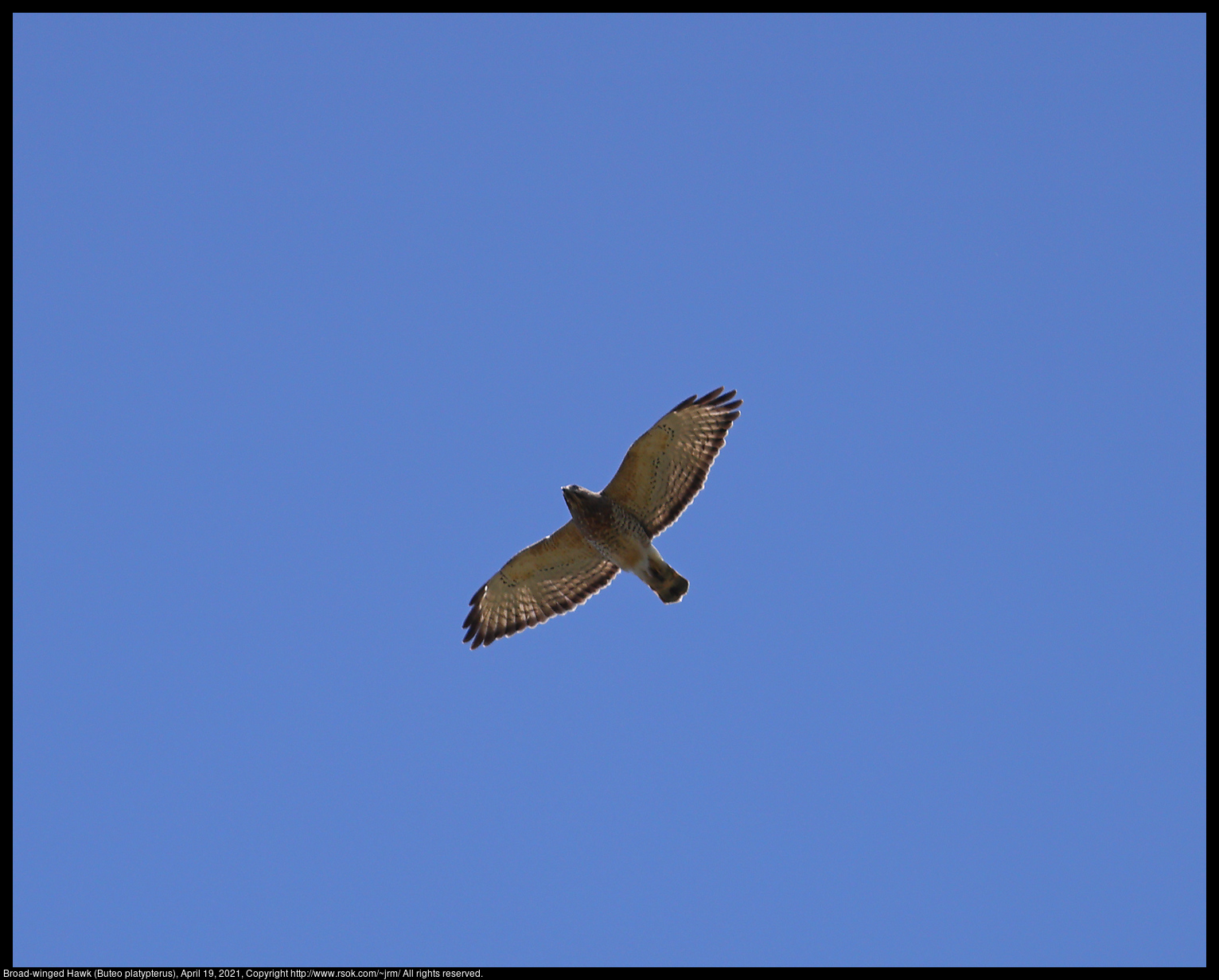 Broad-winged Hawk (Buteo platypterus), April 19, 2021