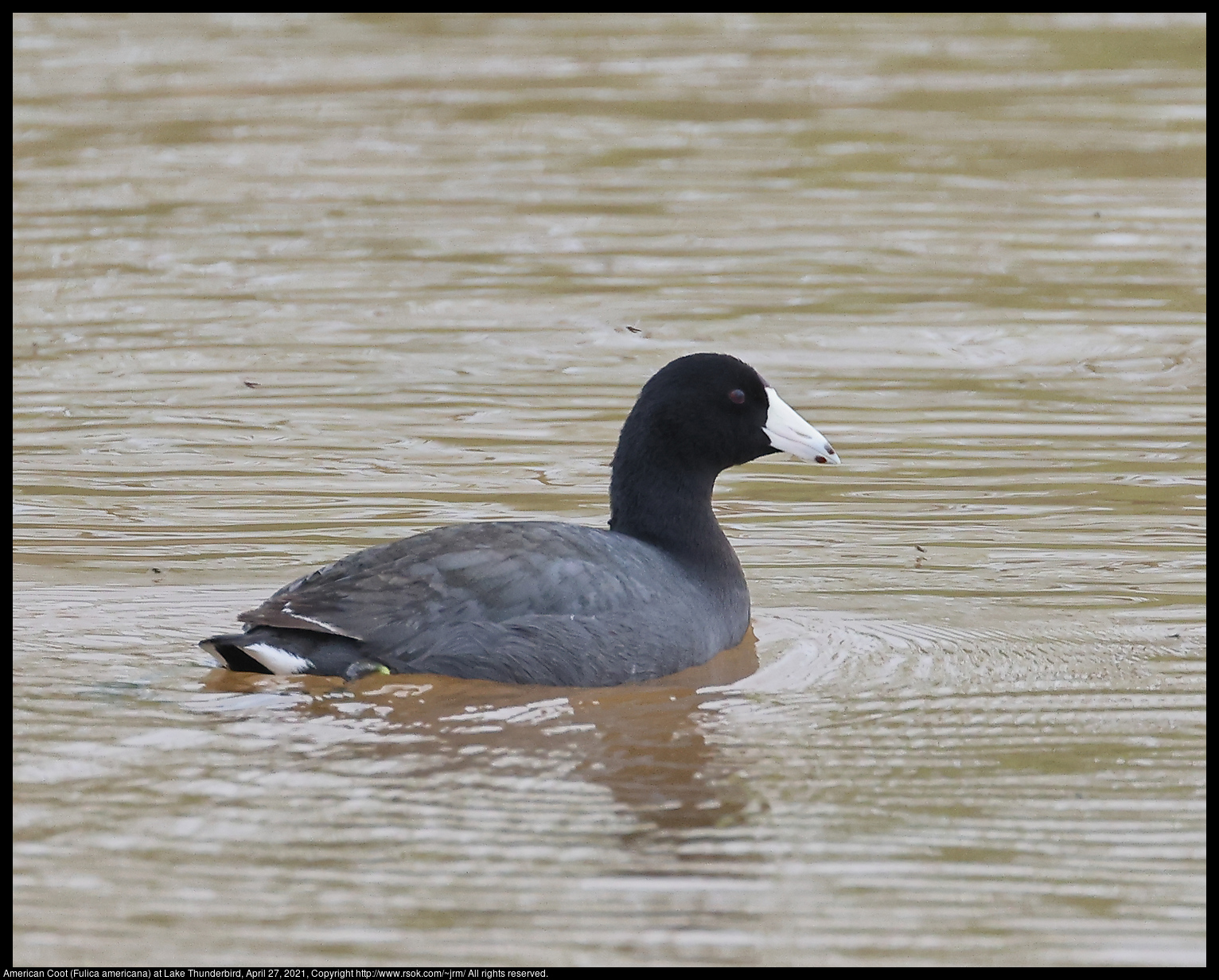 American Coot (Fulica americana) at Lake Thunderbird, April 27, 2021