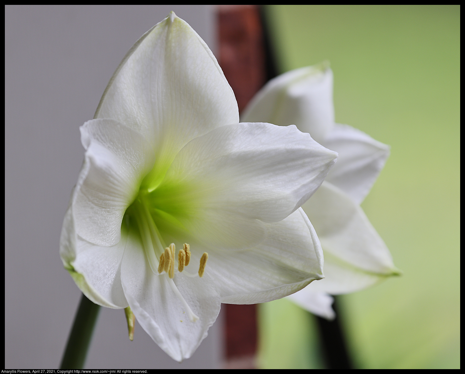 Amaryllis Flowers, April 27, 2021