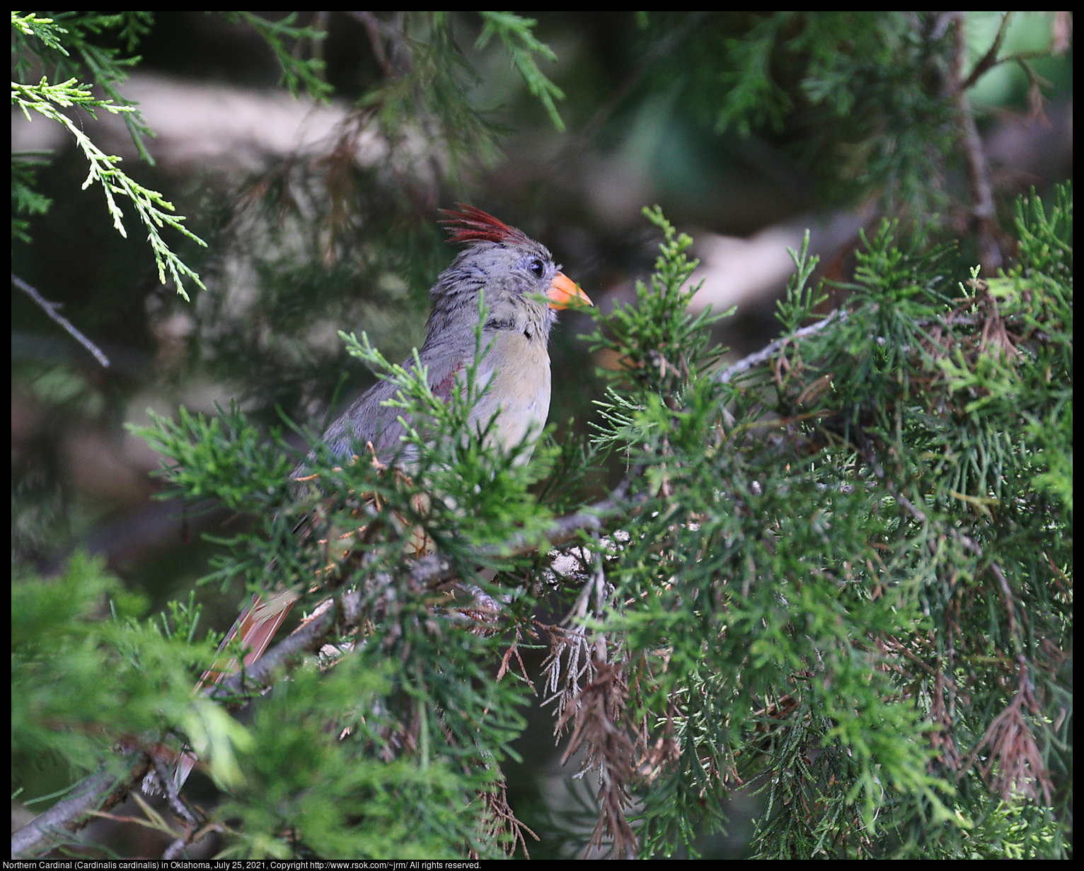 Northern Cardinal (Cardinalis cardinalis) in Oklahoma, July 25, 2021