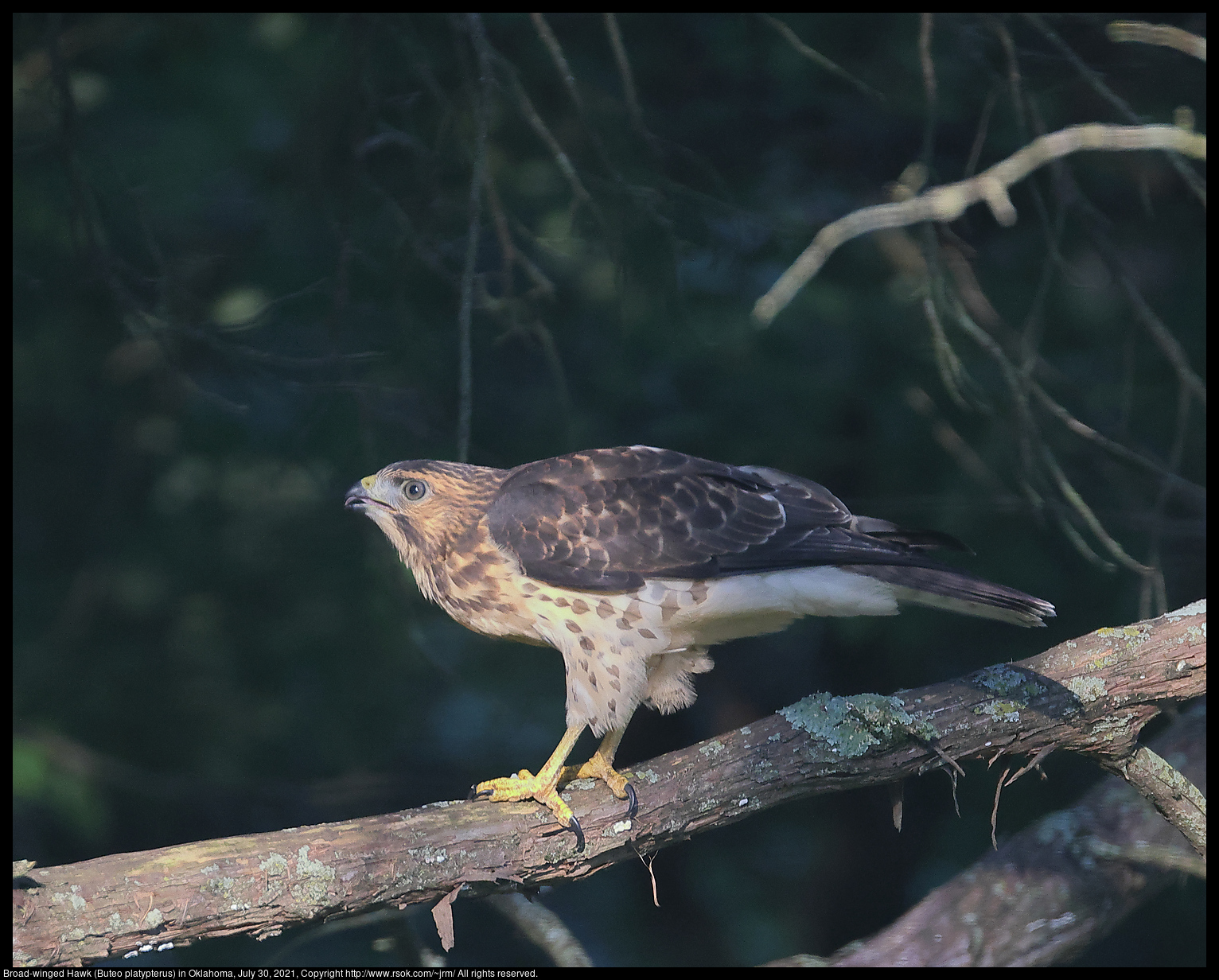 Broad-winged Hawk (Buteo platypterus) in Oklahoma, July 30, 2021