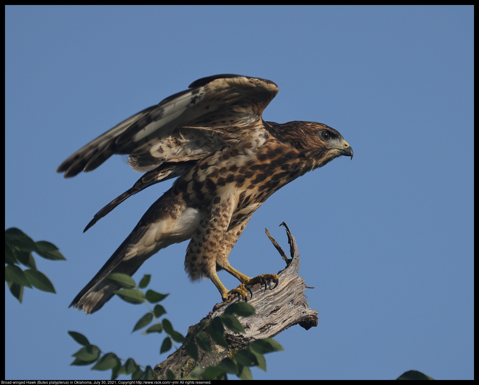 Broad-winged Hawk (Buteo platypterus) in Oklahoma, July 30, 2021