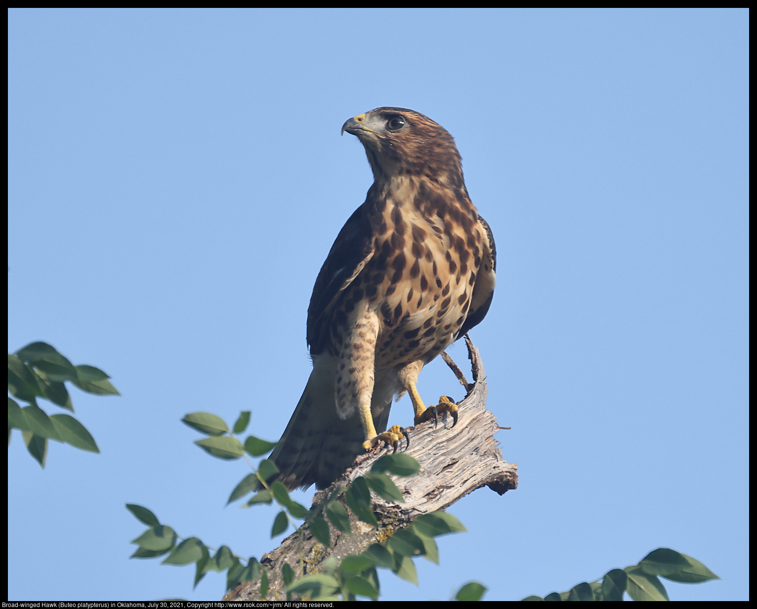 Broad-winged Hawk (Buteo platypterus) in Oklahoma, July 30, 2021