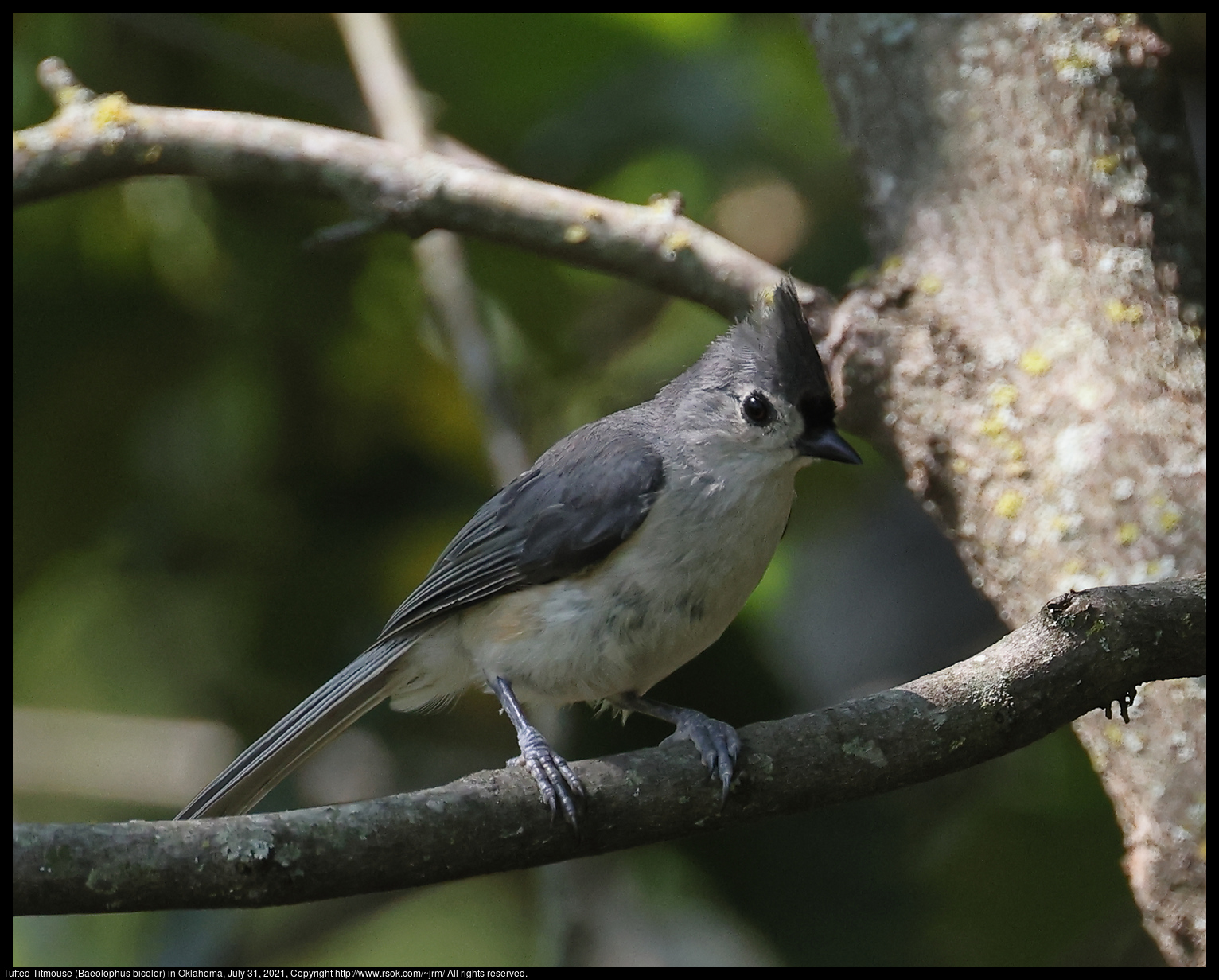 Tufted Titmouse (Baeolophus bicolor) in Oklahoma, July 31, 2021