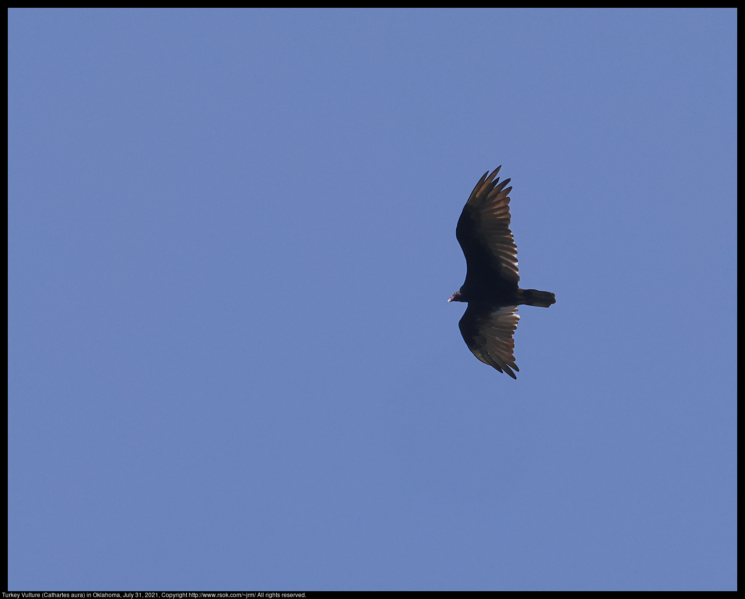 Turkey Vulture (Cathartes aura) in Oklahoma, July 31, 2021