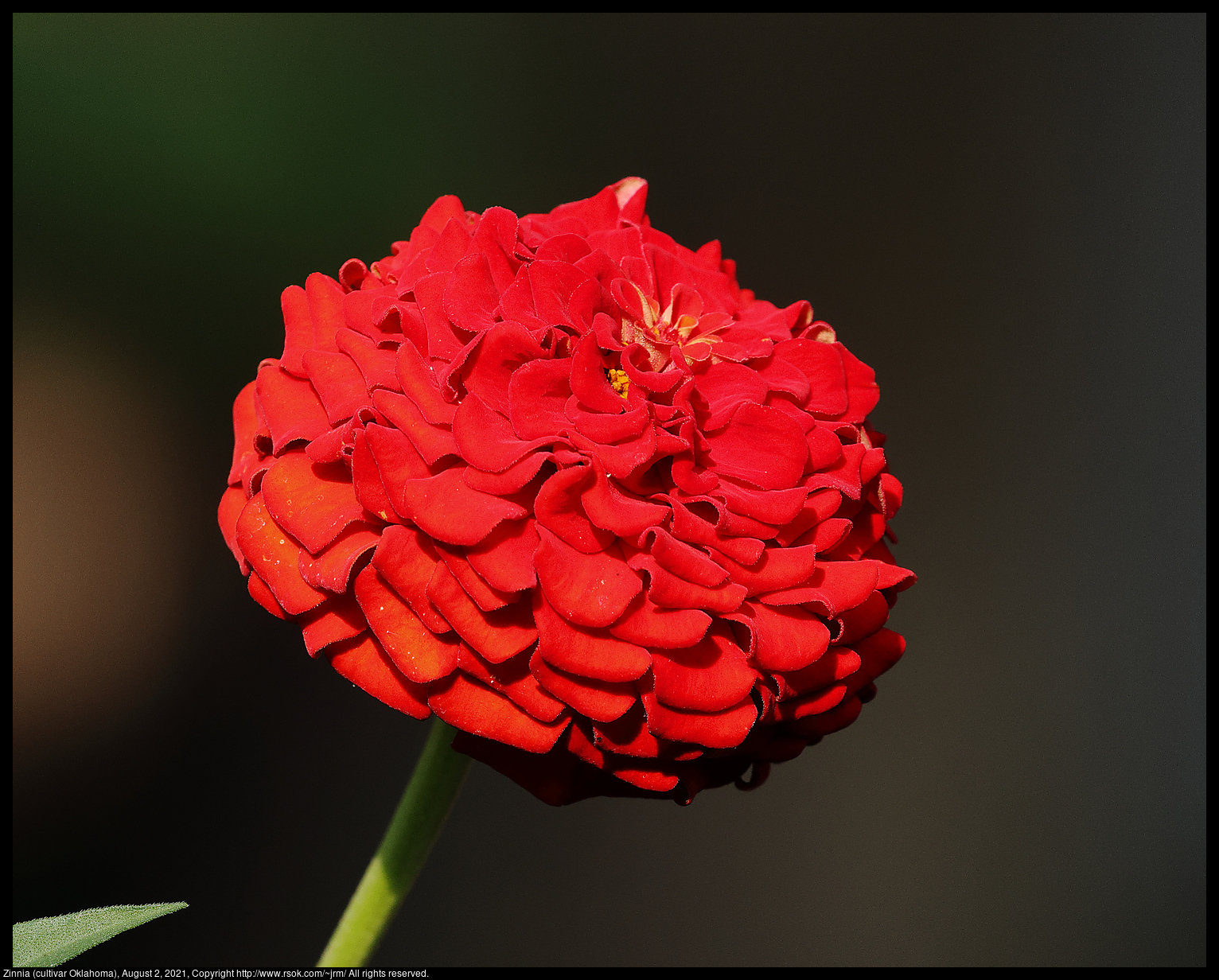 Zinnia (cultivar Oklahoma), August 2, 2021