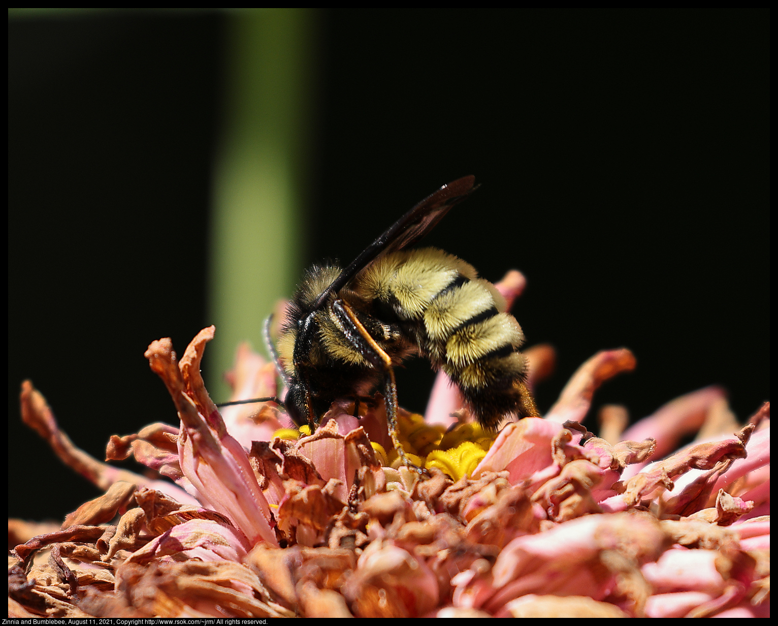 Zinnia and Bumblebee, August 11, 2021