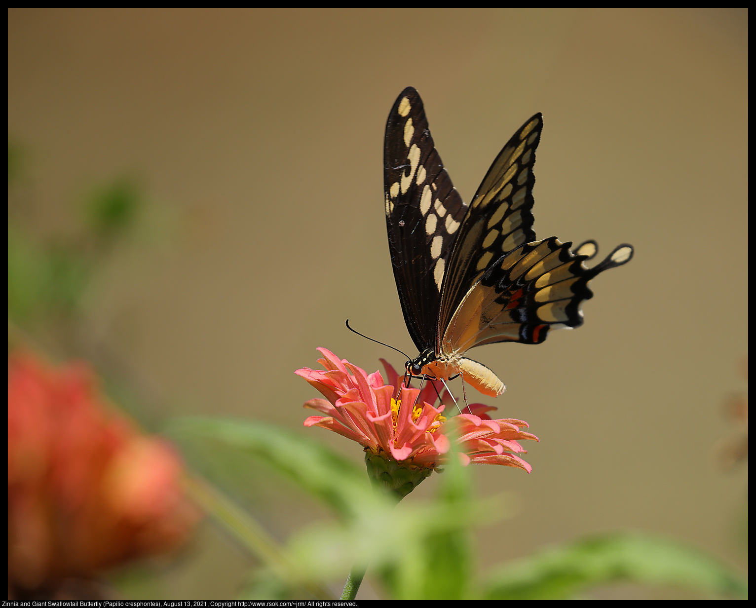 Zinnia and Giant Swallowtail Butterfly (Papilio cresphontes), August 13, 2021