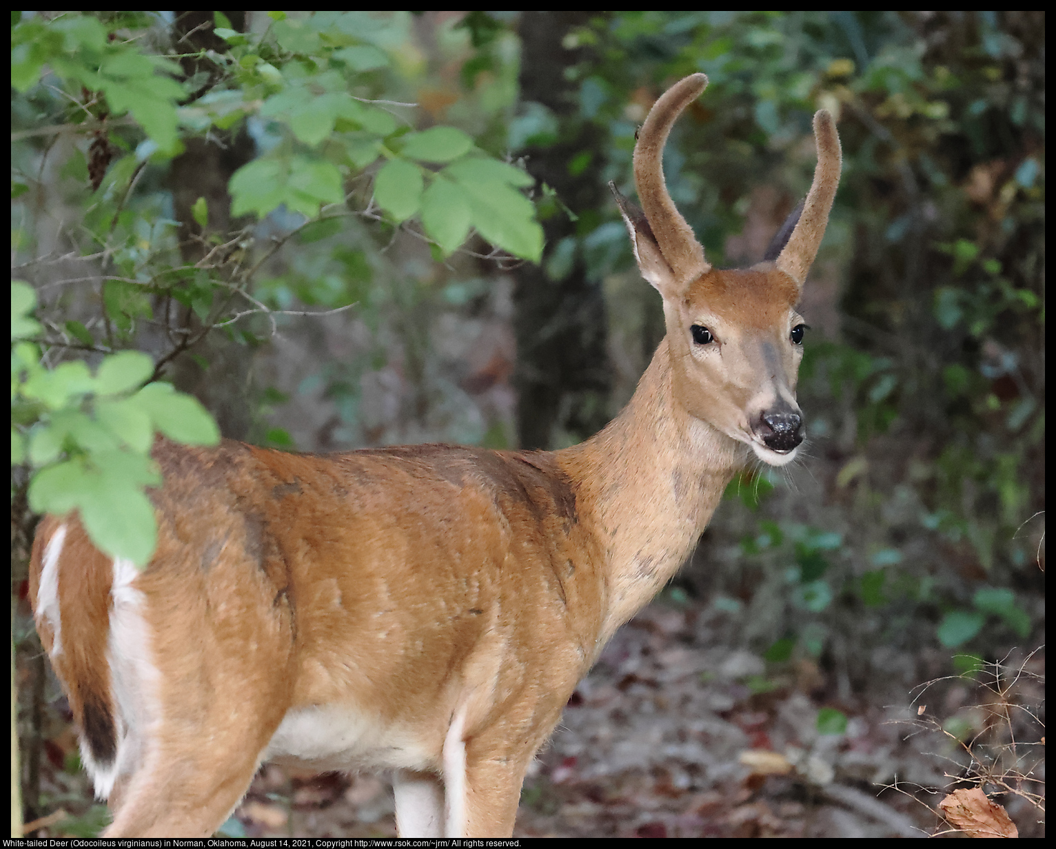 White-tailed Deer (Odocoileus virginianus) in Norman, Oklahoma, August 14, 2021