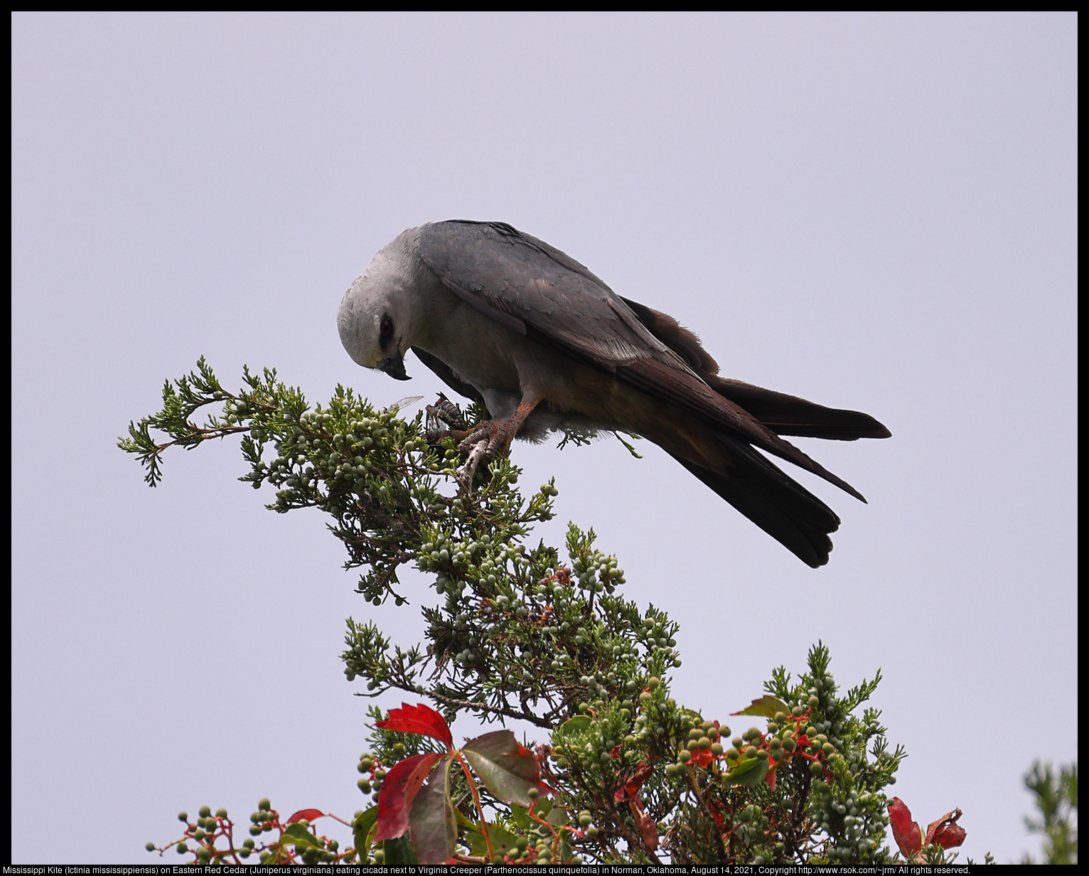 Mississippi Kite (Ictinia mississippiensis) on Eastern Red Cedar (Juniperus virginiana) eating cicada next to Virginia Creeper (Parthenocissus quinquefolia) in Norman, Oklahoma, August 14, 2021