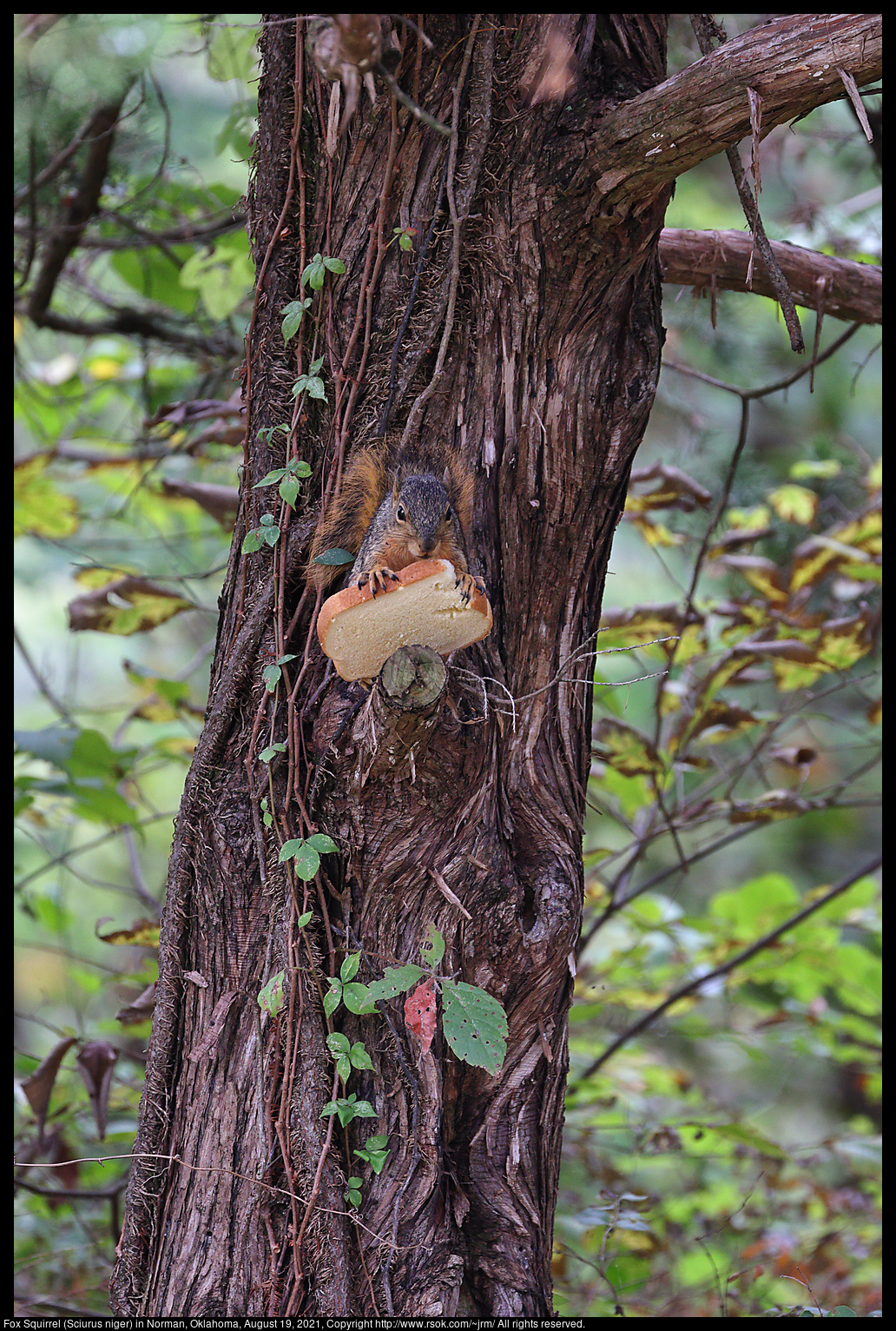 Fox Squirrel (Sciurus niger) in Norman, Oklahoma, August 19, 2021