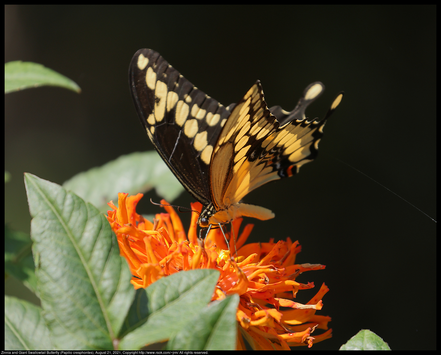 Zinnia and Giant Swallowtail Butterfly (Papilio cresphontes), August 21, 2021