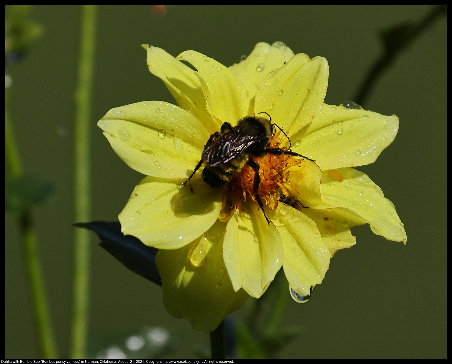 Dahlia with Bumble Bee (Bombus pensylvanicus) in Norman, Oklahoma, August 21, 2021