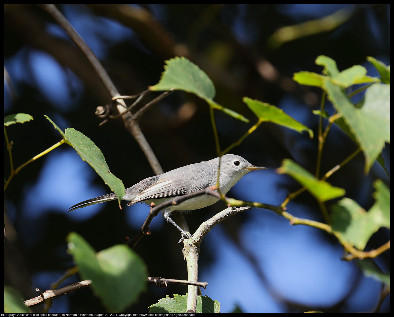 Blue-gray Gnatcatcher (Polioptila caerulea) in Norman, Oklahoma, August 22, 2021