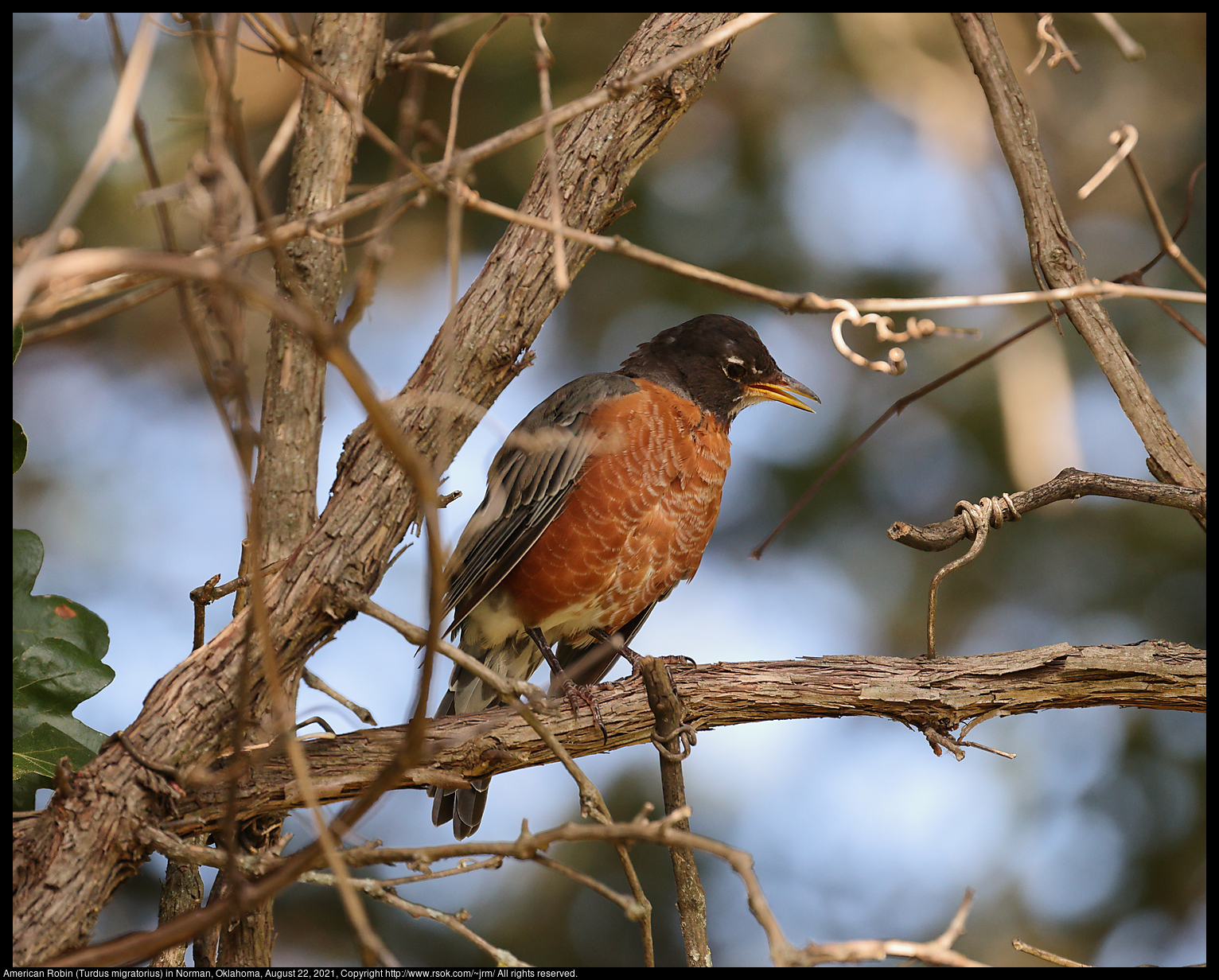 American Robin (Turdus migratorius) in Norman, Oklahoma, August 22, 2021