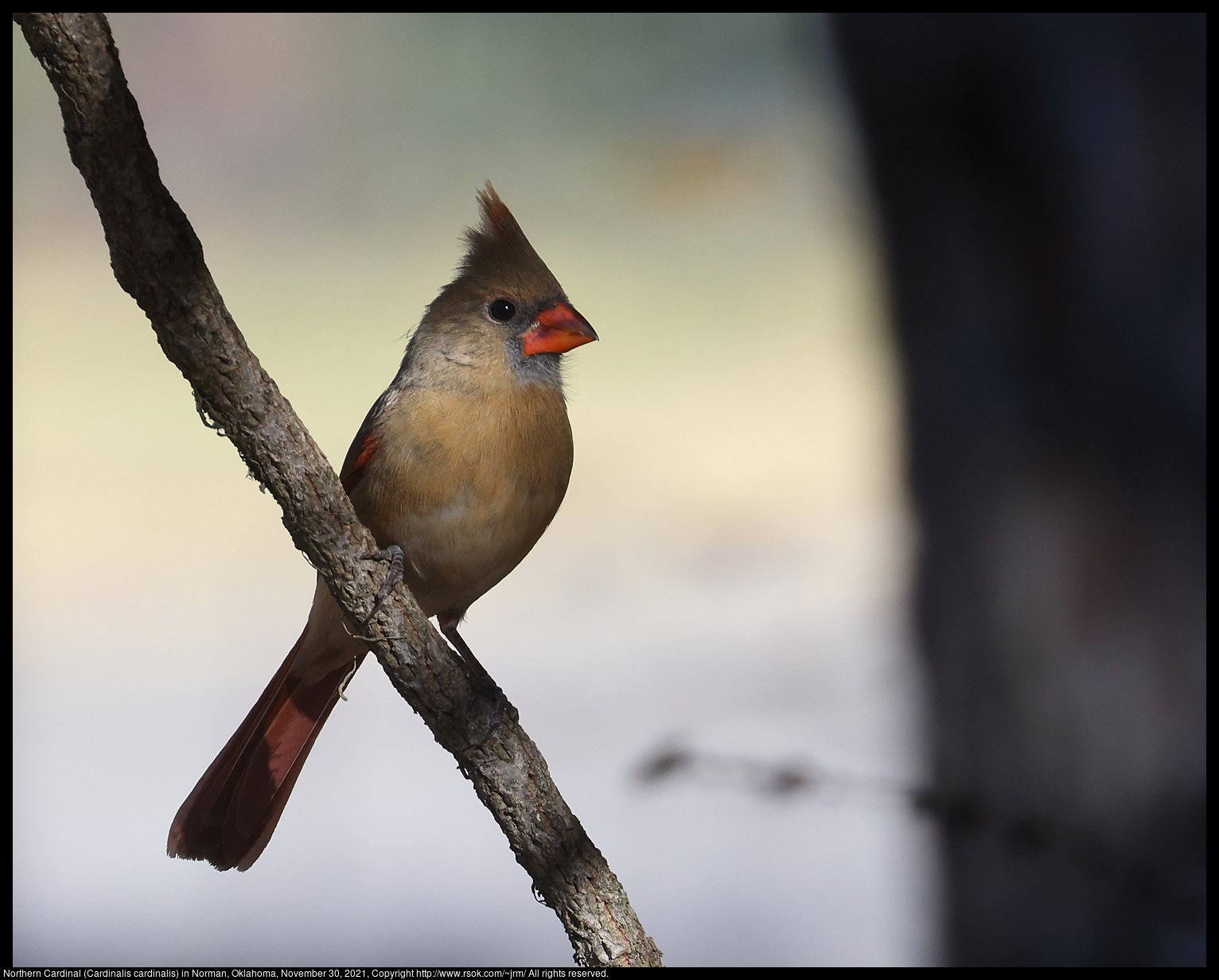 Northern Cardinal (Cardinalis cardinalis) in Norman, Oklahoma, November 30, 2021