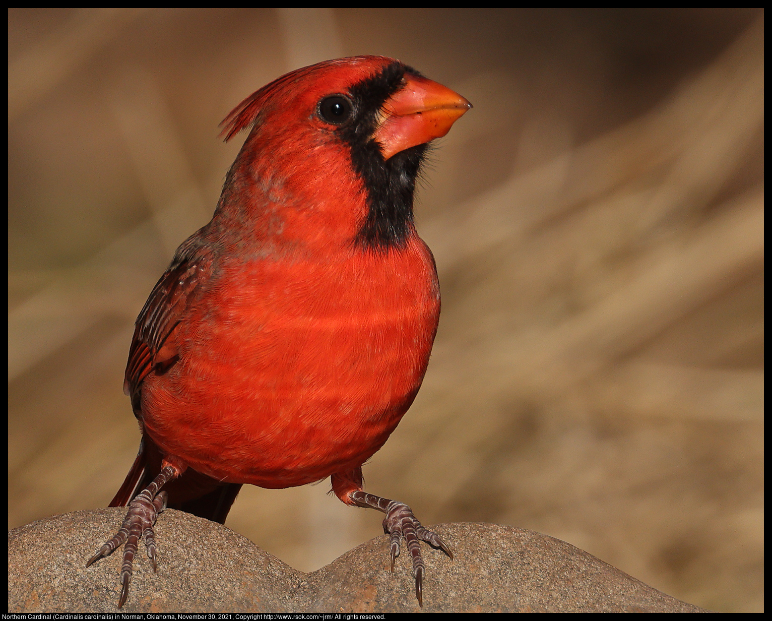 Northern Cardinal (Cardinalis cardinalis) in Norman, Oklahoma, November 30, 2021