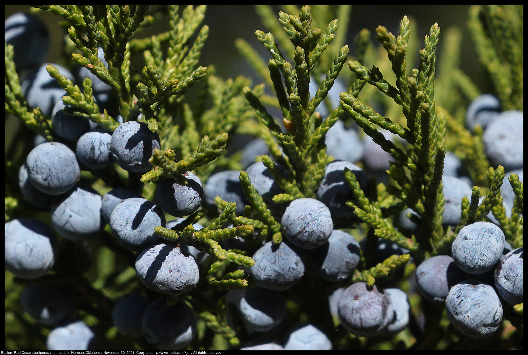 Eastern Red Cedar (Juniperus virginiana) in Norman, Oklahoma, November 30, 2021