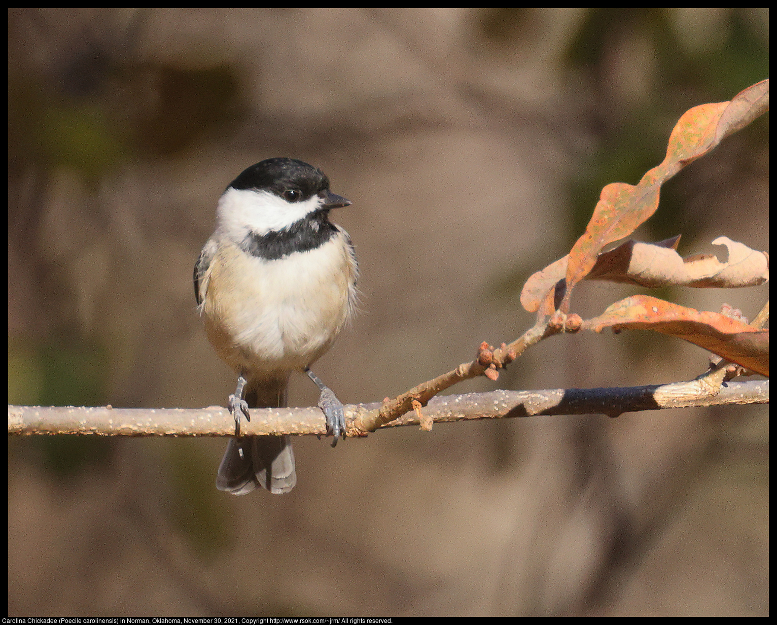 Carolina Chickadee (Poecile carolinensis) in Norman, Oklahoma, November 30, 2021