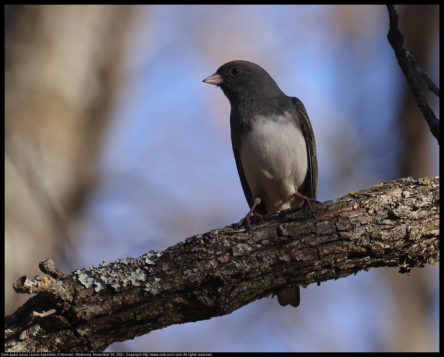 Dark-eyed Junco (Junco hyemalis) in Norman, Oklahoma, November 30, 2021